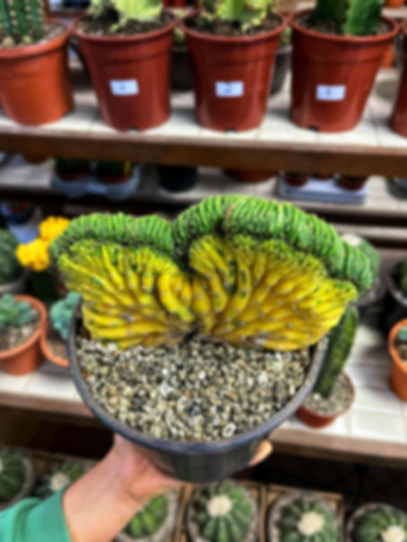 Trichocereus Pachanoi Cristat Variegata - Alacalı San Pedro Kaktüs 15 CM