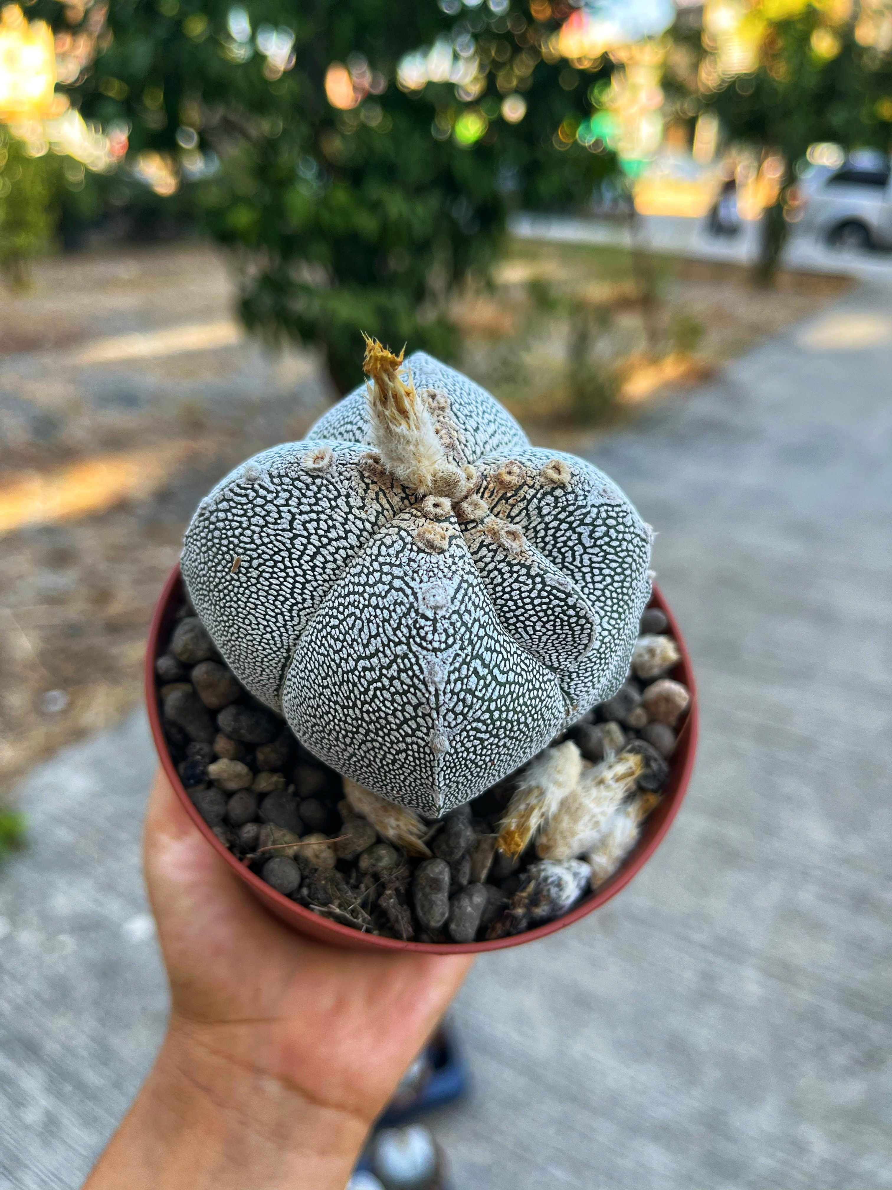 Astrophytum Myriostigma cv. Onzuka Quadricostatum V-Type 10.5 CM