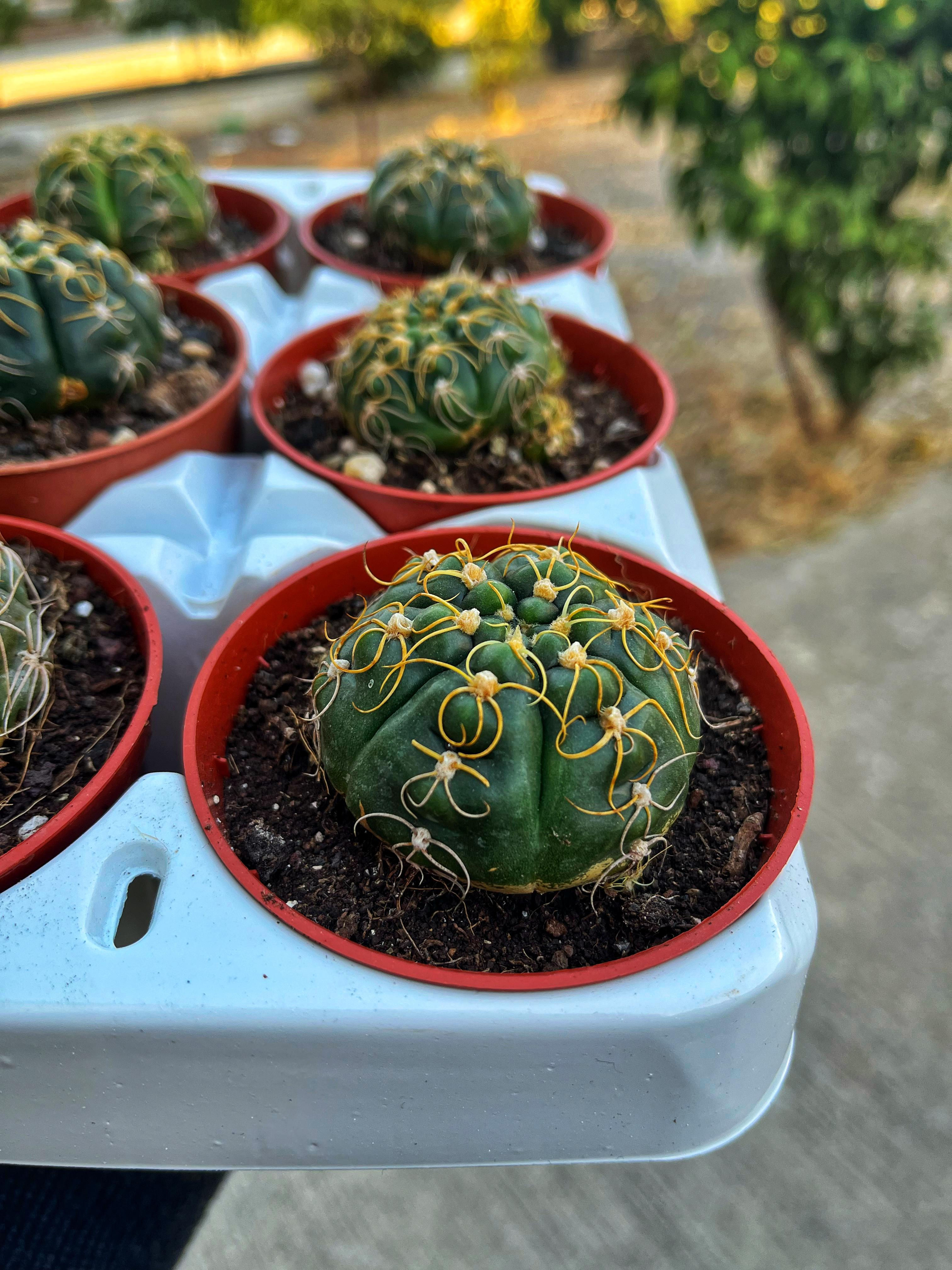 Gymnocalycium Denudatum - Örümcek Kaktüs 8.5 CM