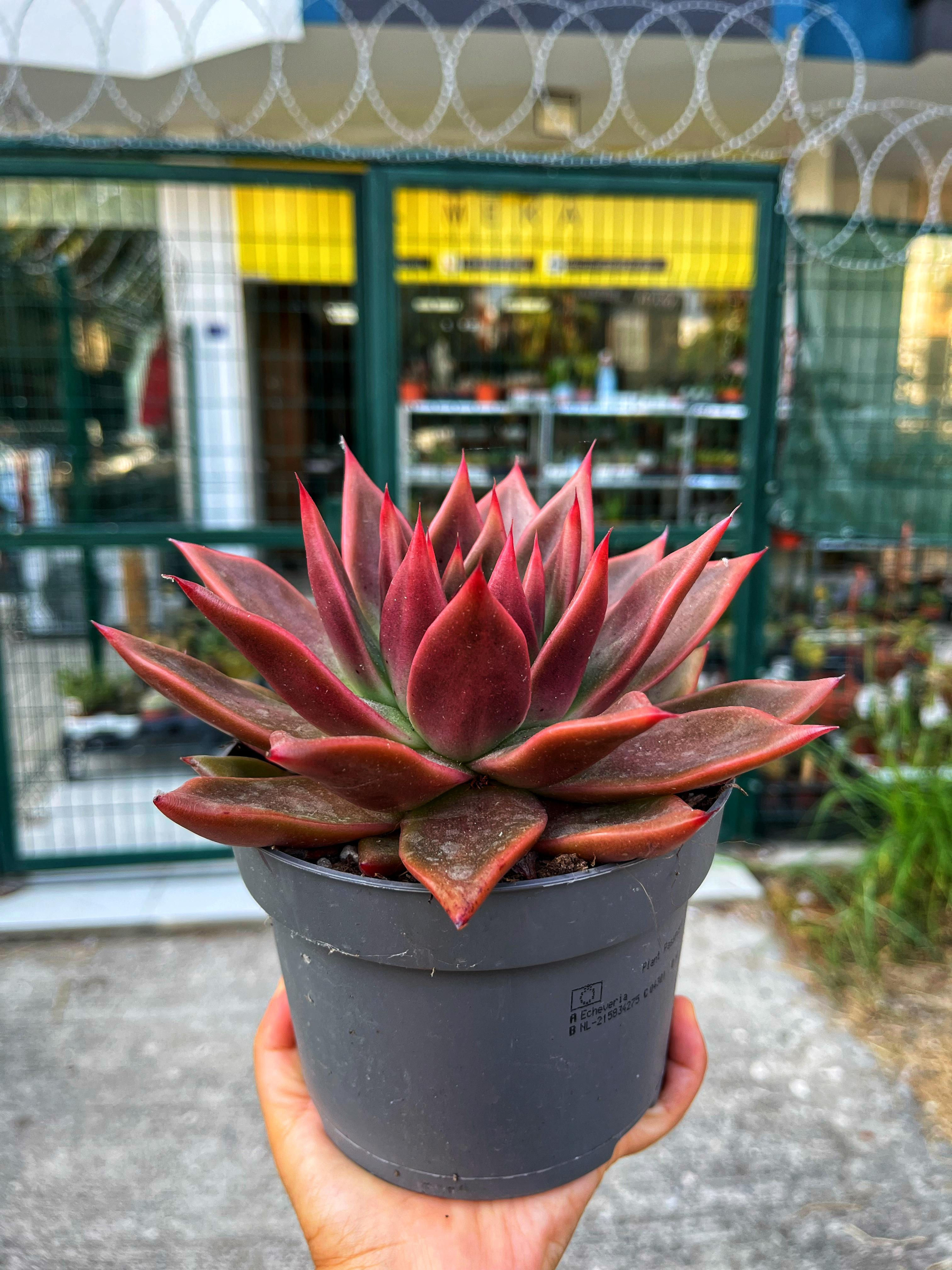 Echeveria Antaris - XXL Boy