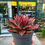 Küçük resim: Echeveria Antaris - XXL Boy