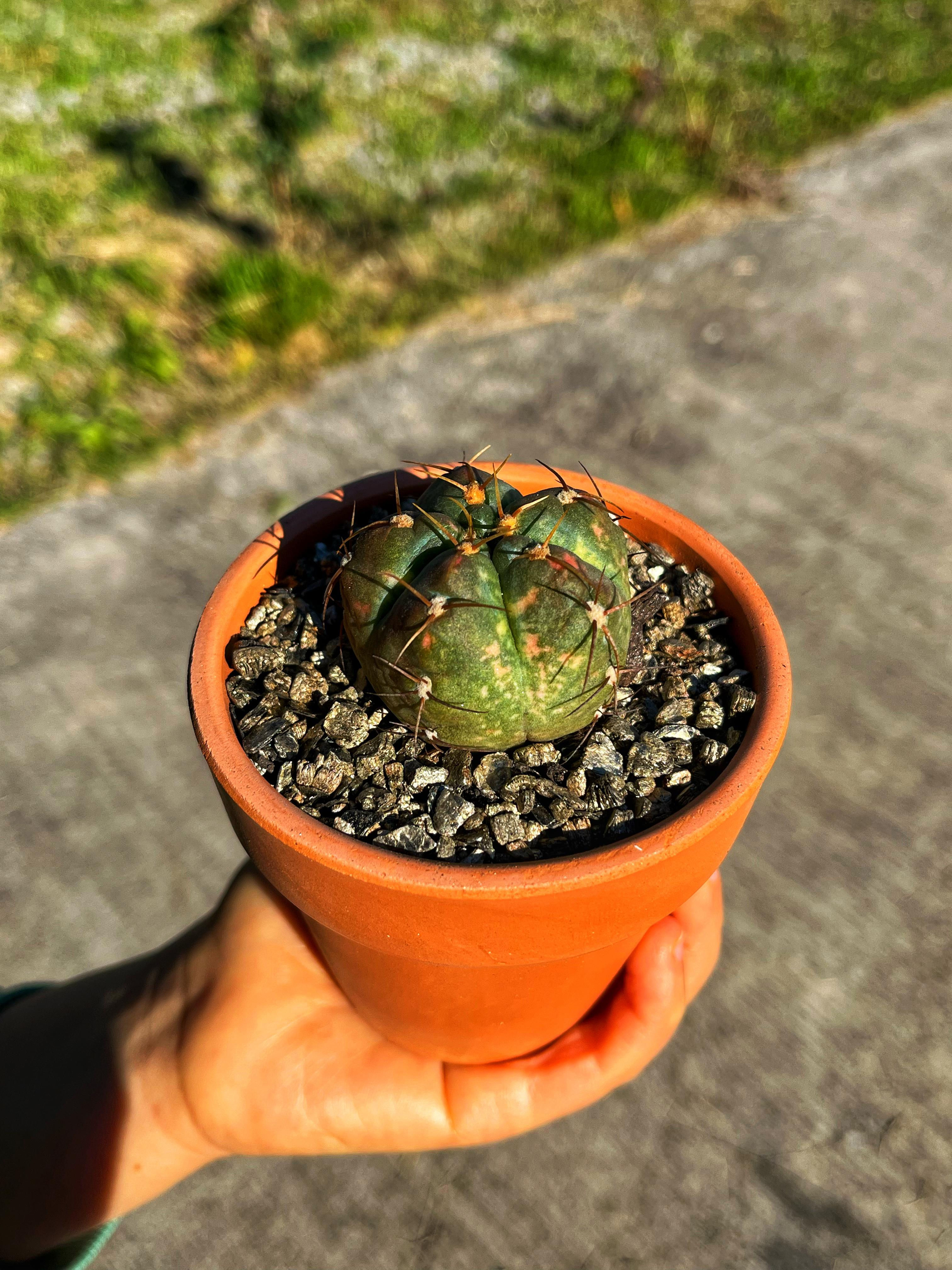 Gymnocalycium Horstii Variegata - Terracotta Saksıda