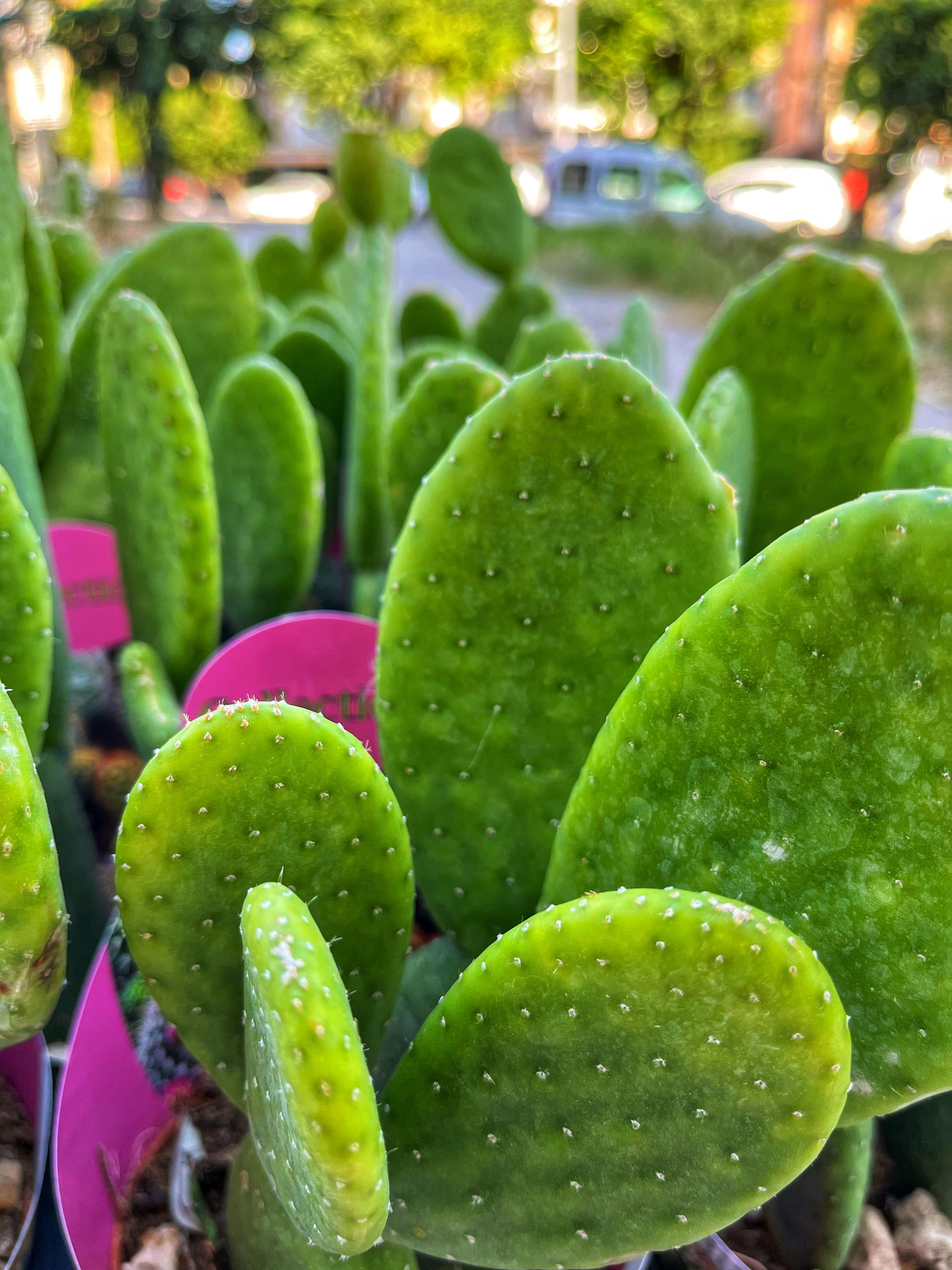 Opuntia Inamoena - Turuncu Çiçek Açar 10.5 CM