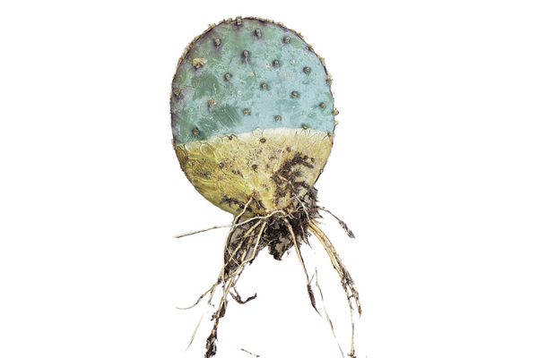 Köklenmiş opuntia kaktüs