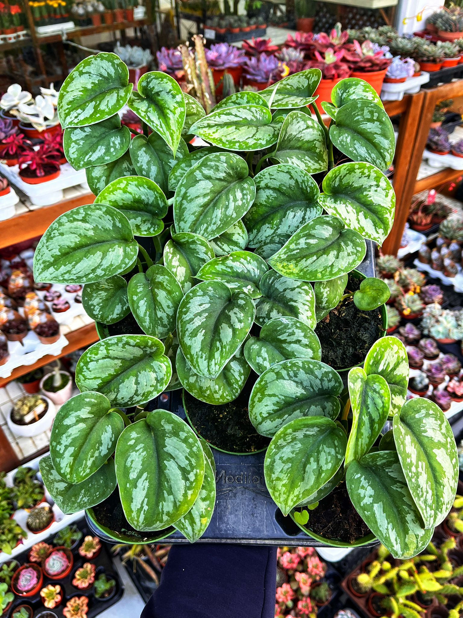 Scindapsus Pictus Silvery Ann 11 CM 