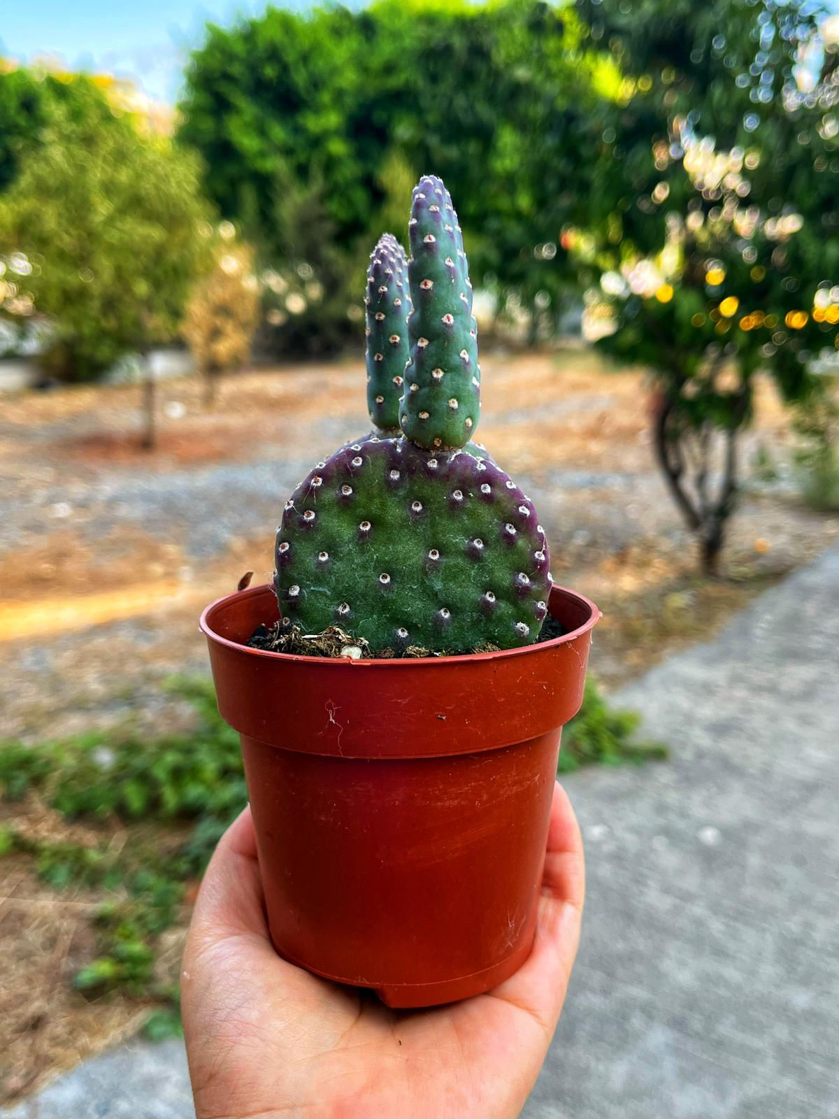 Opuntia Basilaris 'Beavertail' - 8.5 CM
