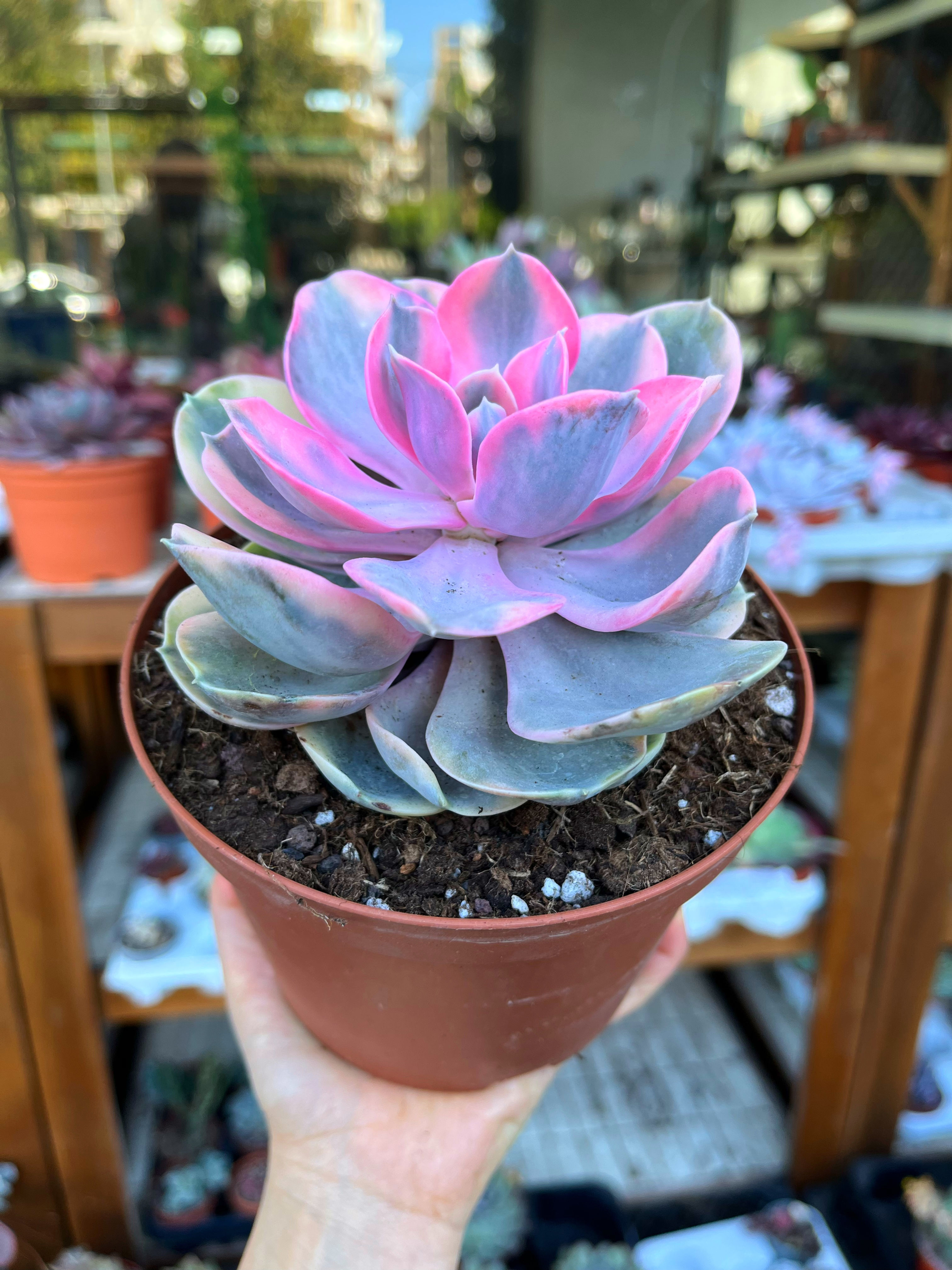 Echeveria 'Rainbow' - Gökkuşağı Sukulent Büyük Boy 15 CM