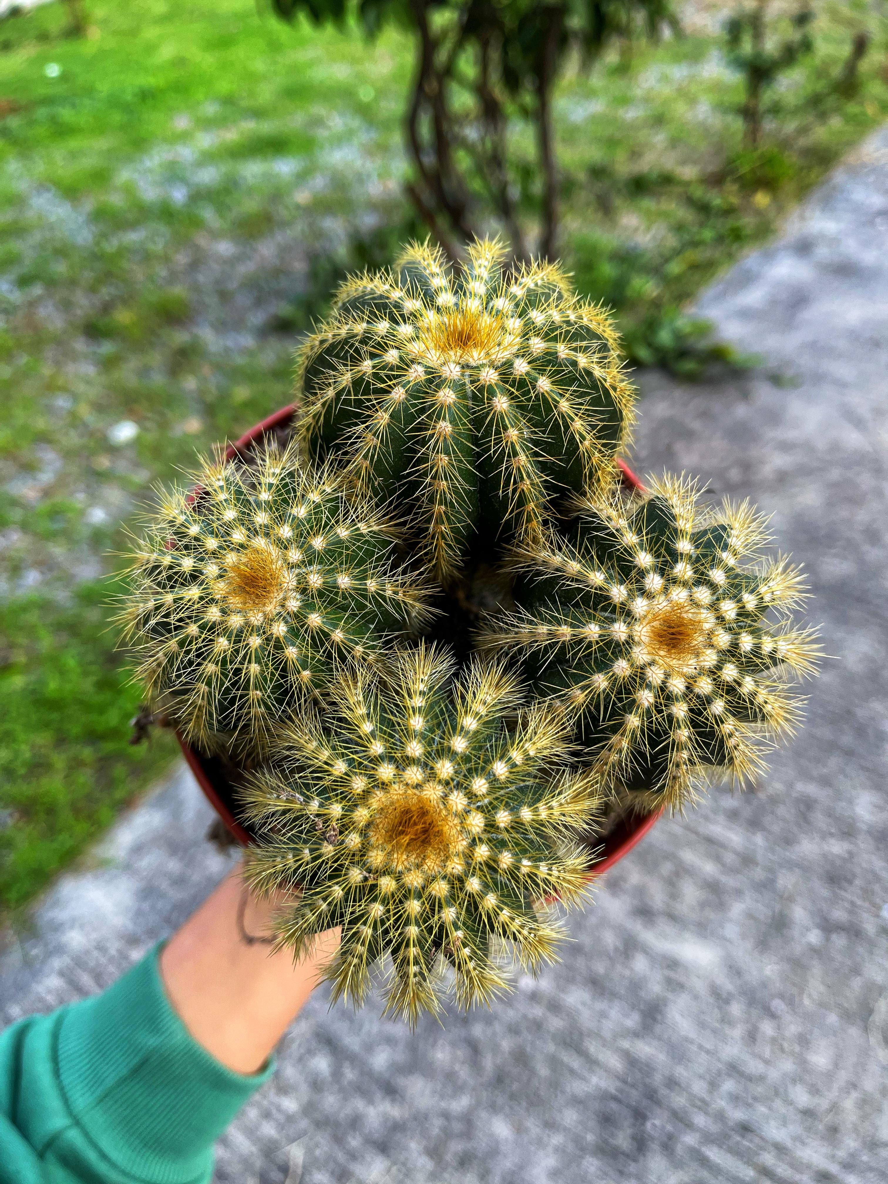 Notocactus Warasii - XL Yavrulu Form 15 CM