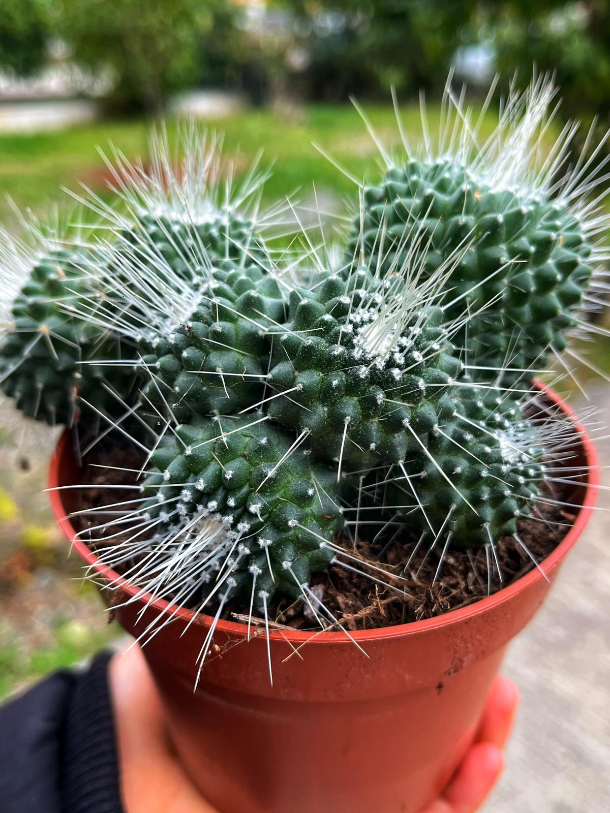 Mammillaria Spinosissima 'Un Pico' - Bol Yavrulu Form 13 CM