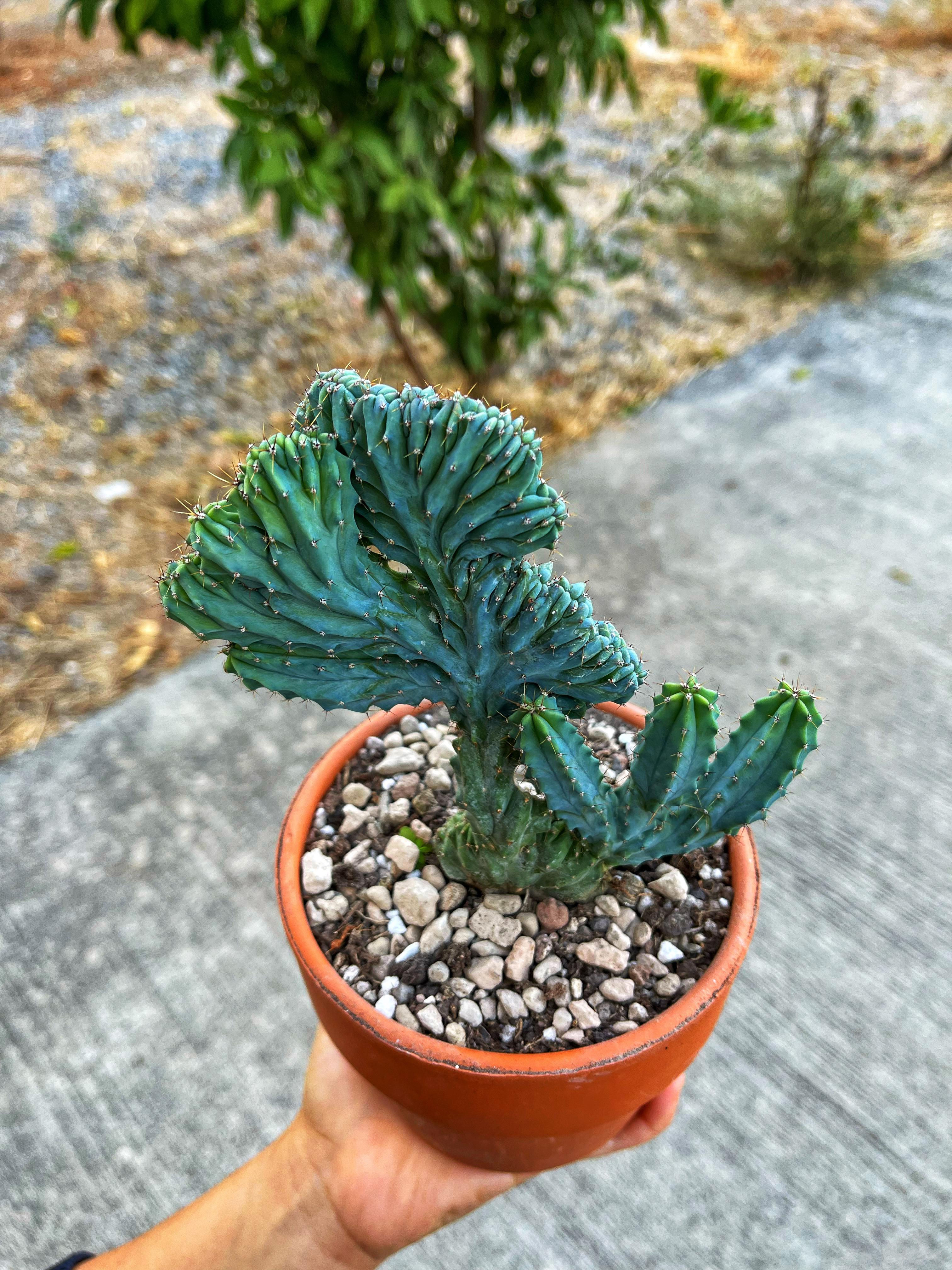 Myrtillocactus Geometrizans Cristata - 12 CM Terracotta Saksılı