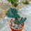 Küçük resim: Myrtillocactus Geometrizans Cristata - 12 CM Terracotta Saksılı