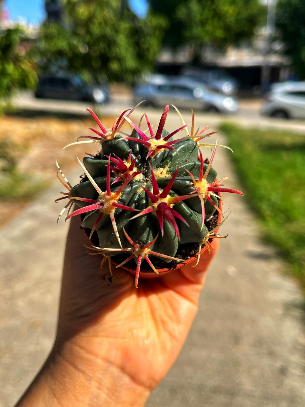 Ferocactus Latispinus - Kızıl Dikenli Fıçı Kaktüs 5.5 CM