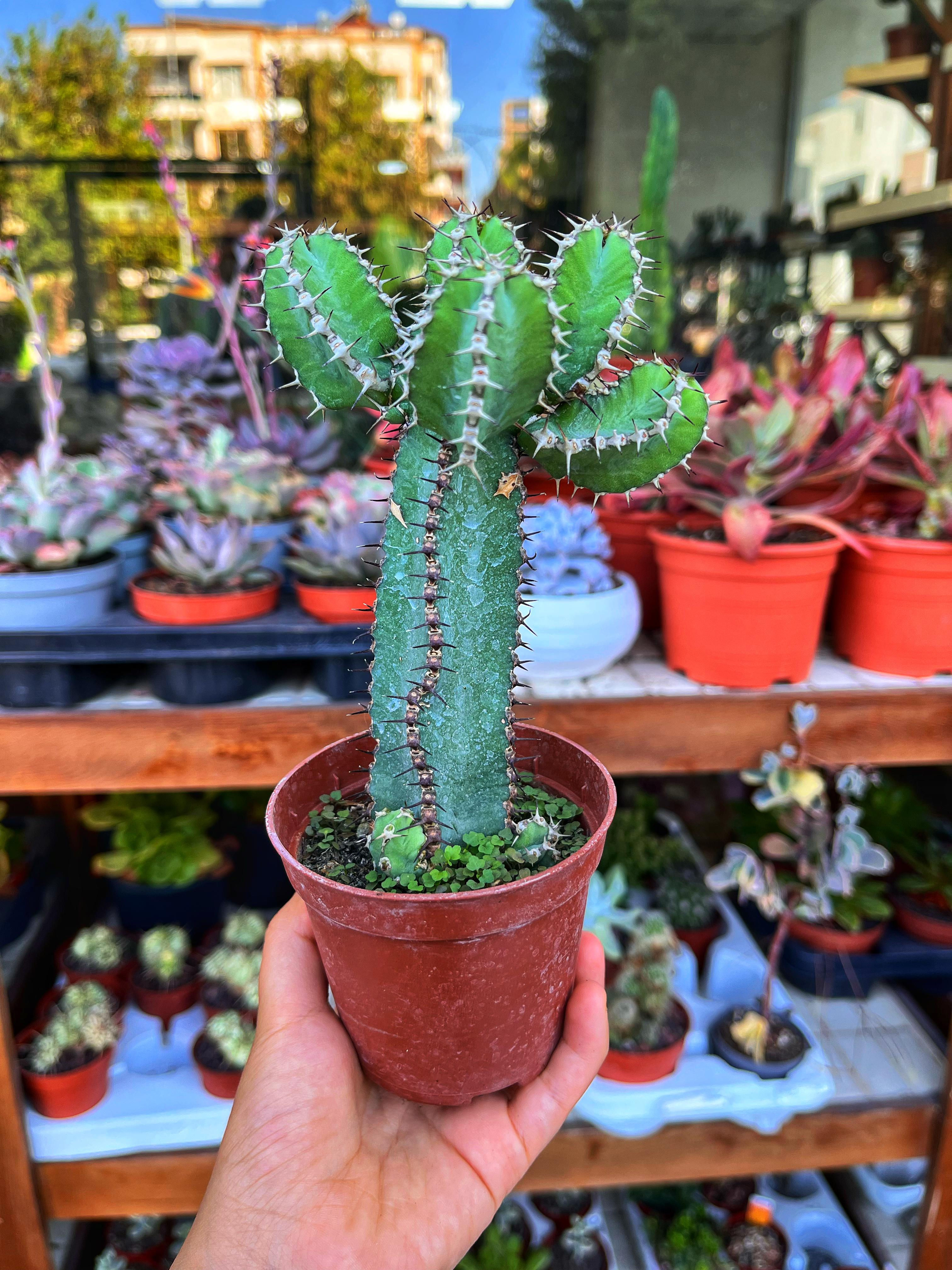 Euphorbia Polyacantha - Bol Dallı 8.5 CM