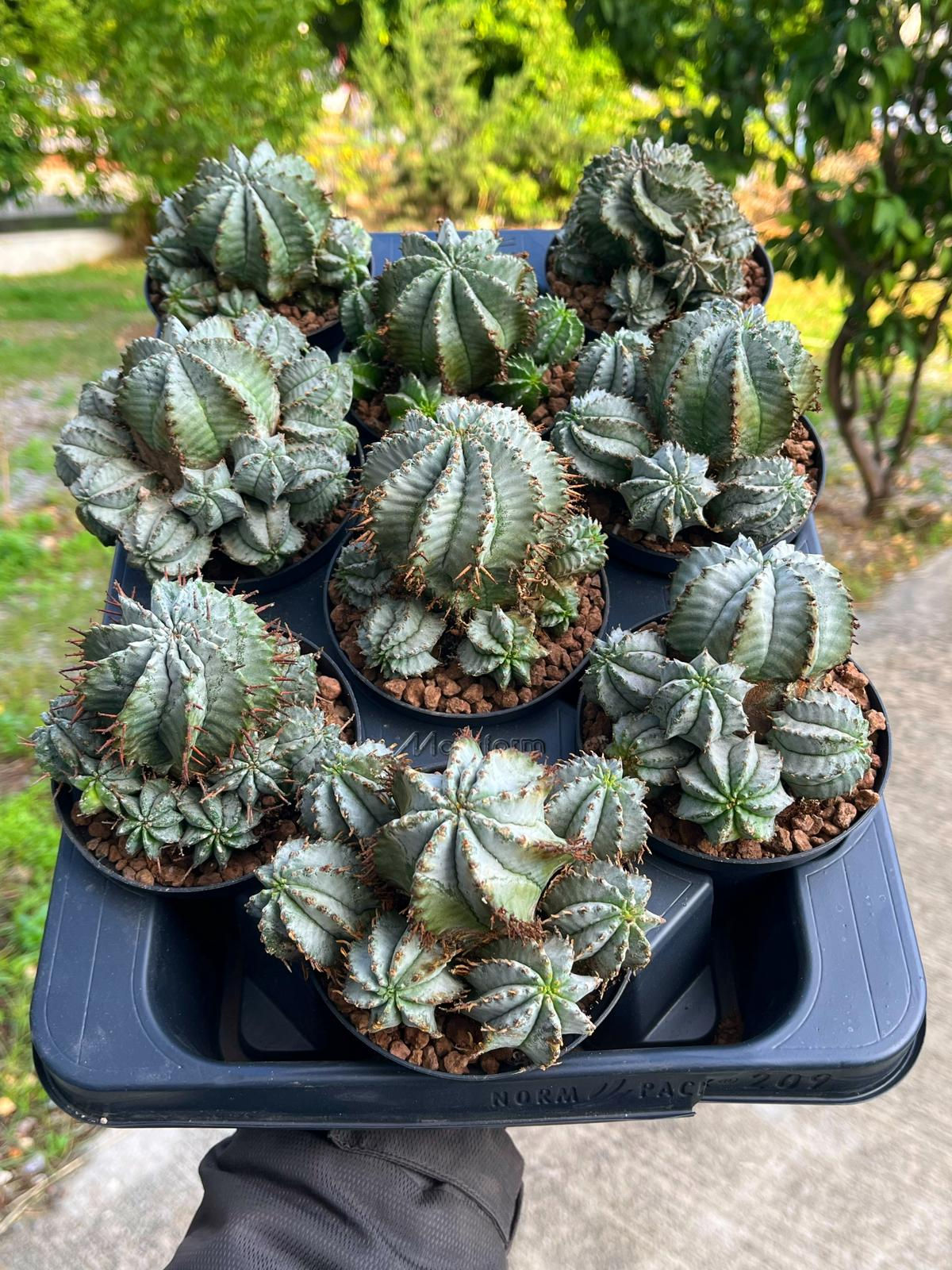 Euphorbia horrida 'Snowflake' - Beyaz ve Yavrulu Form 13 CM