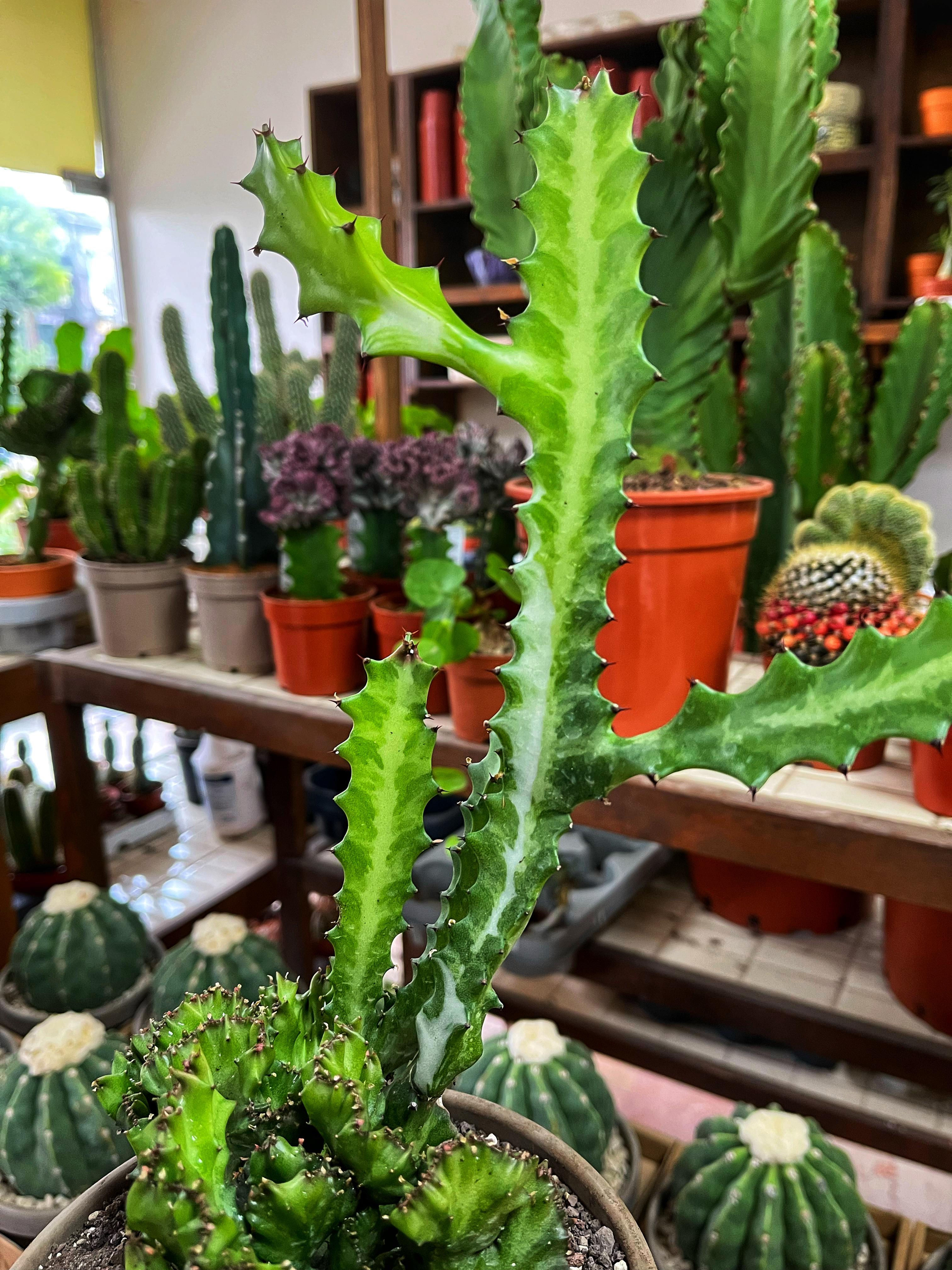 Euphorbia Lactea Cristata 'Çift Form' - 15 CM Taş Saksıda