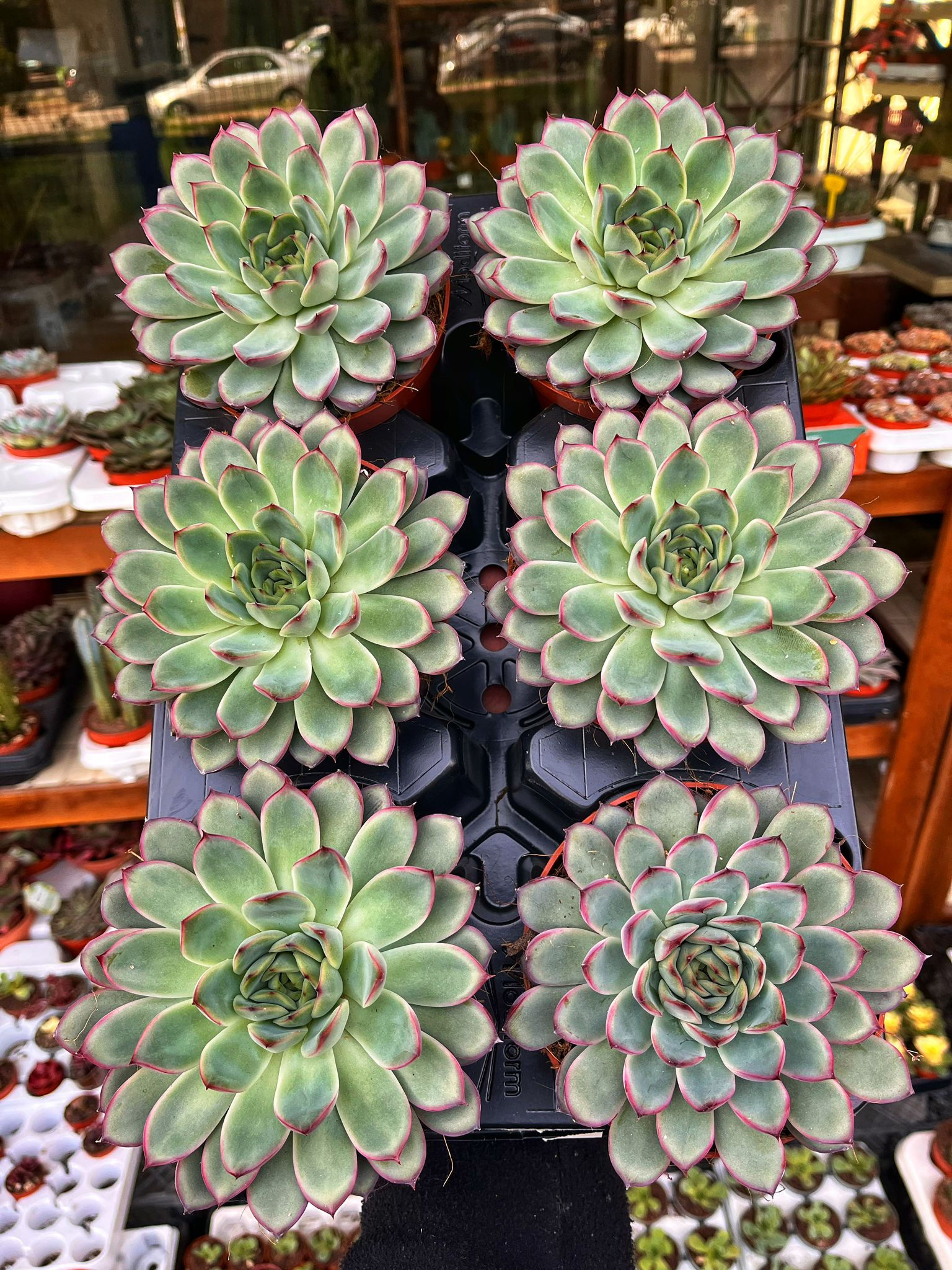 Echeveria Sky Pearl 12 CM