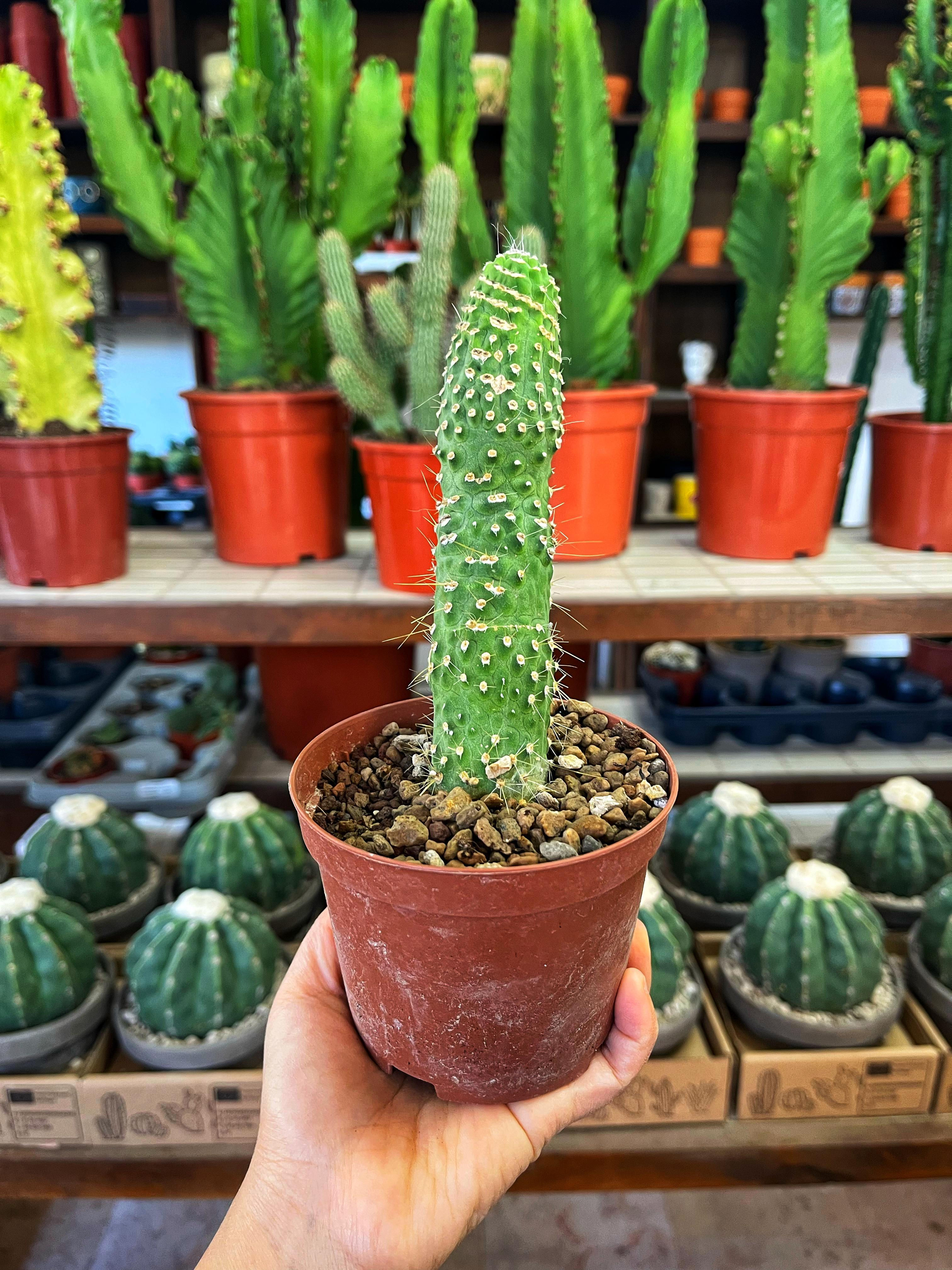 Cleistocactus Strausii Jujuyensis Mostruosa Inermis 10.5 CM