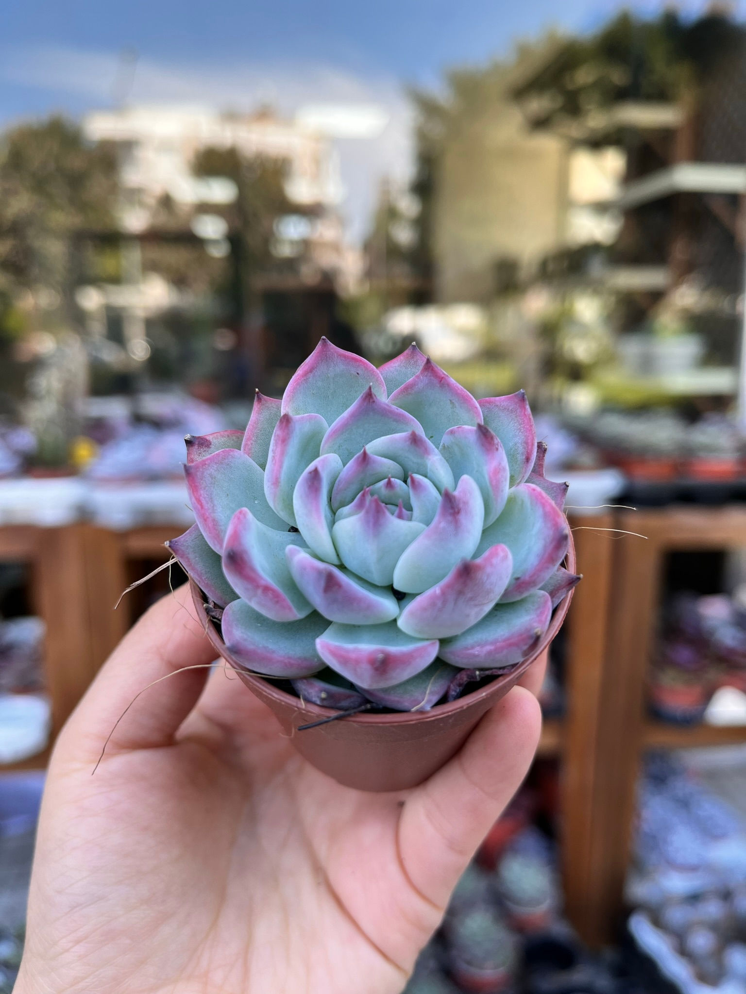 Echeveria Chihuahuensis 5.5 CM