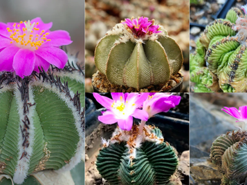 Çeşitli Aztekium kaktüs türleri, büyüleyici pembe çiçekleriyle birlikte görüntüleniyor.