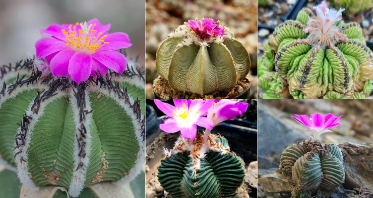 Çeşitli Aztekium kaktüs türleri, büyüleyici pembe çiçekleriyle birlikte görüntüleniyor.