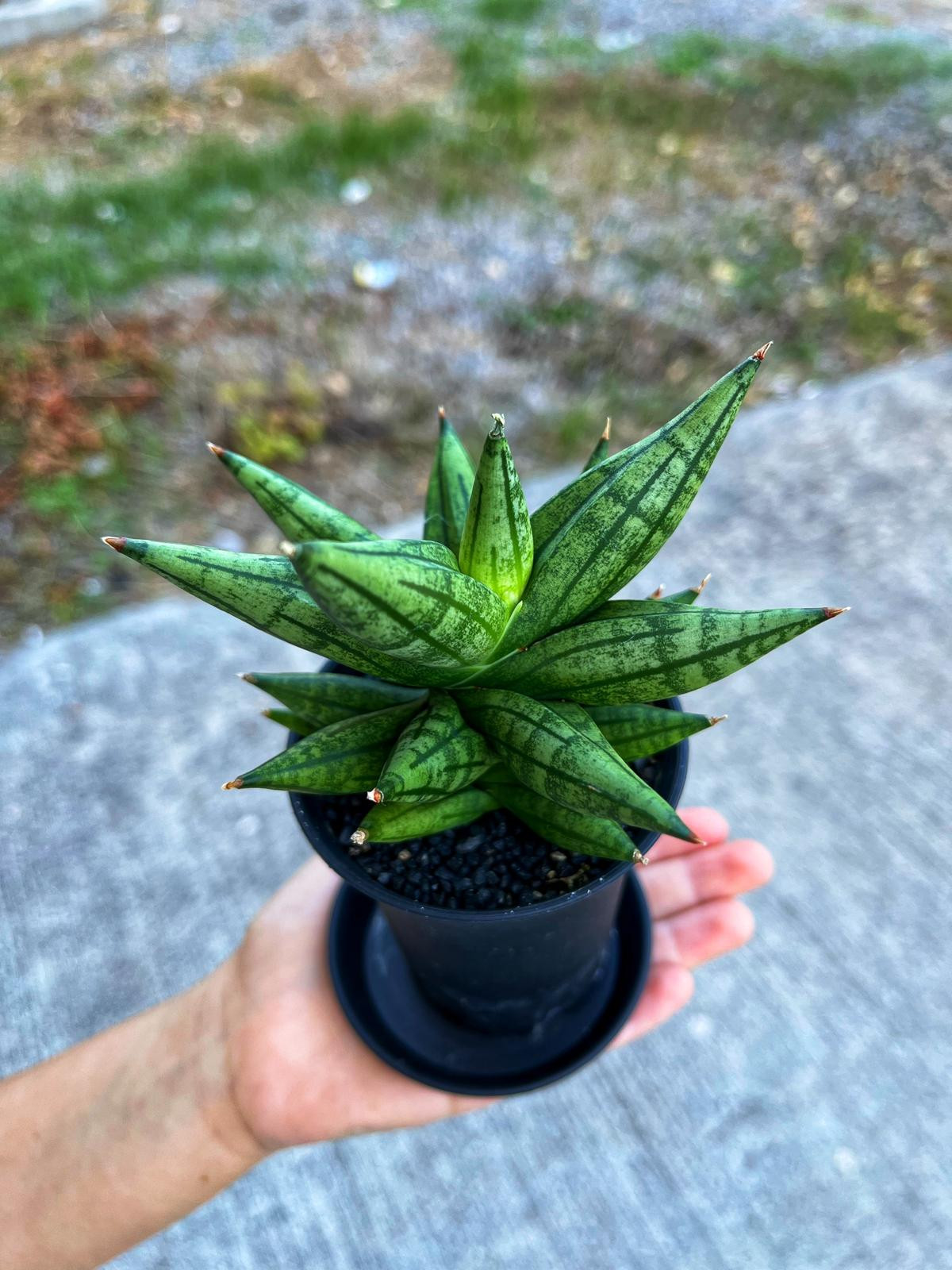 Sansevieria 'Ming Manee' - Uğurlu Mücevher - 8.5 CM Thailand Saksı