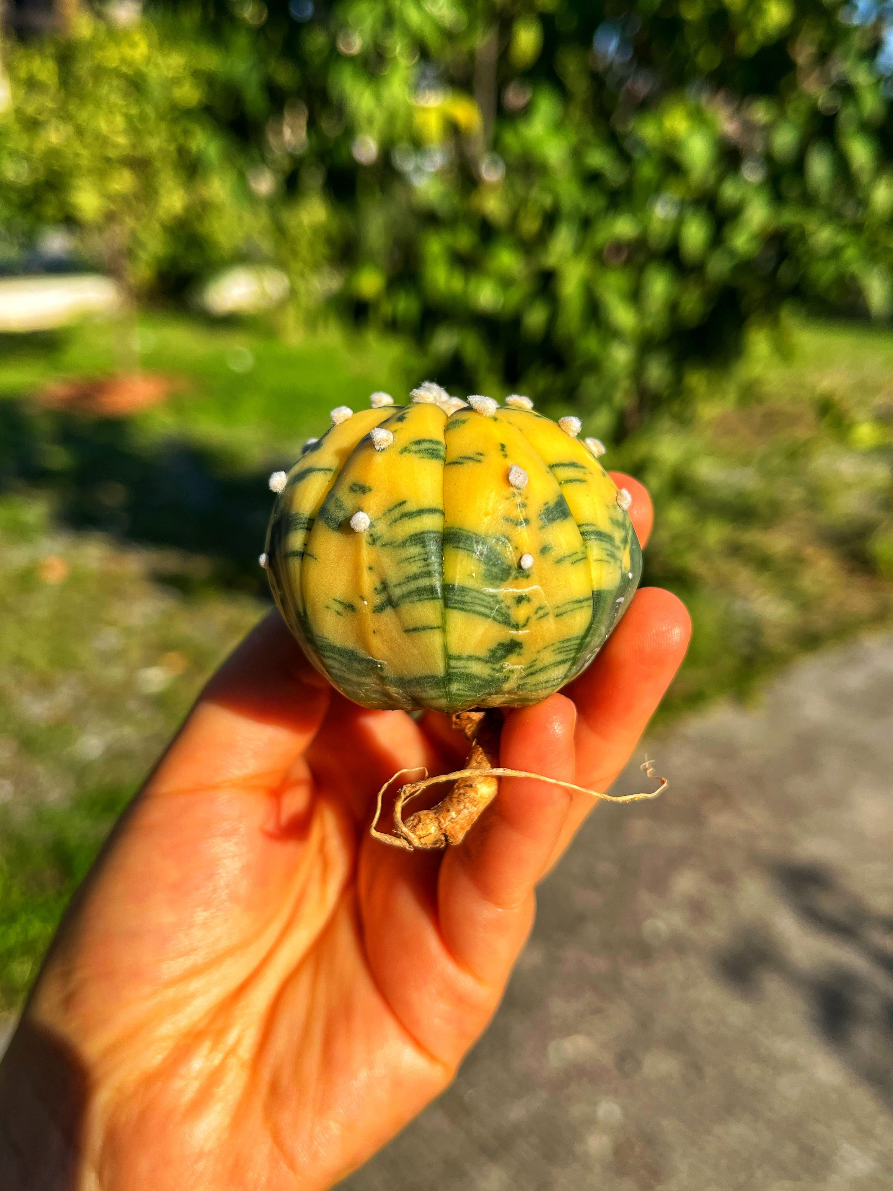 Astrophytum Asterias + Star Shape + Ooibo Variegata - PART 3