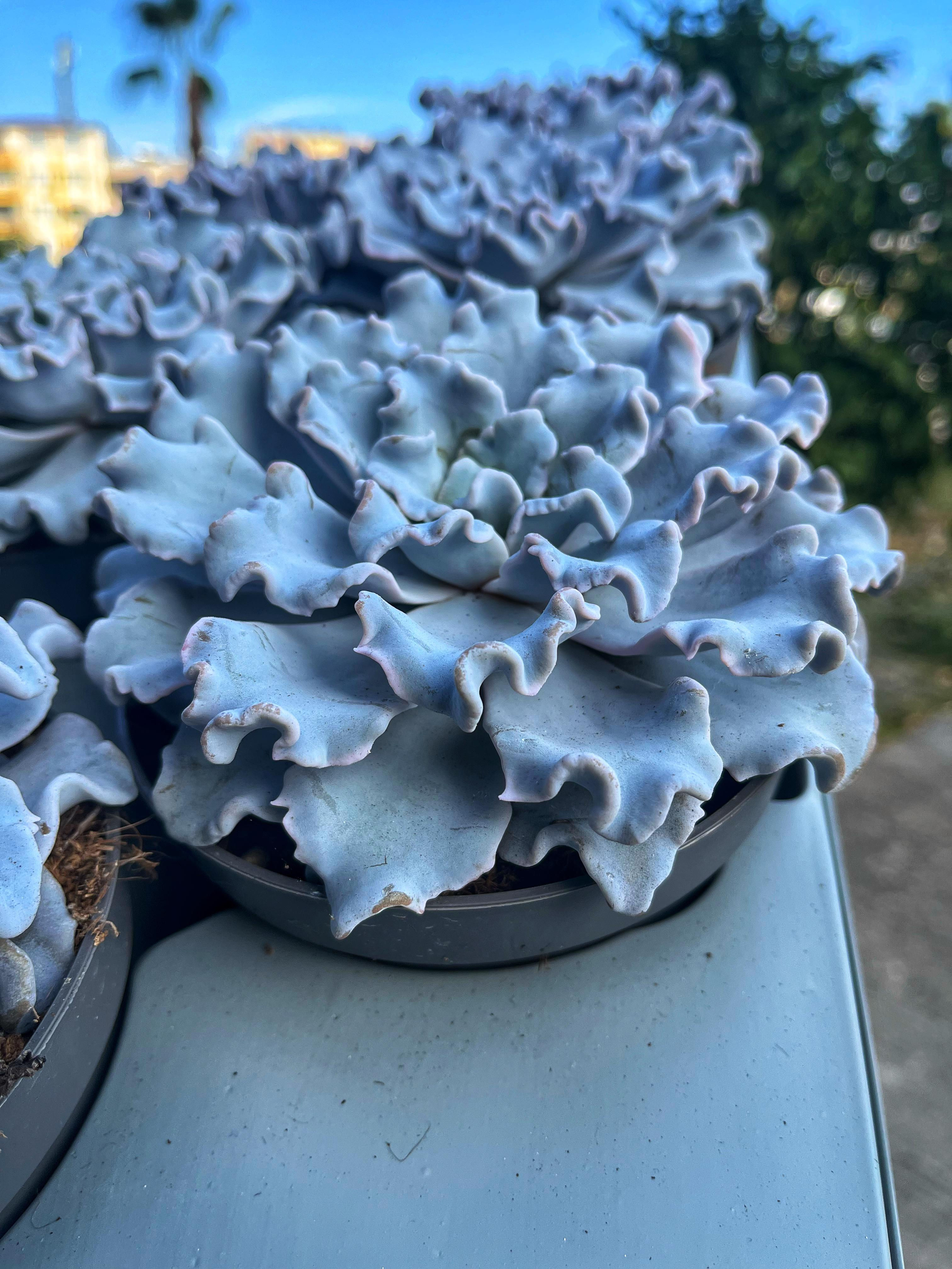 Echeveria Crispate Beauty 10.5 CM