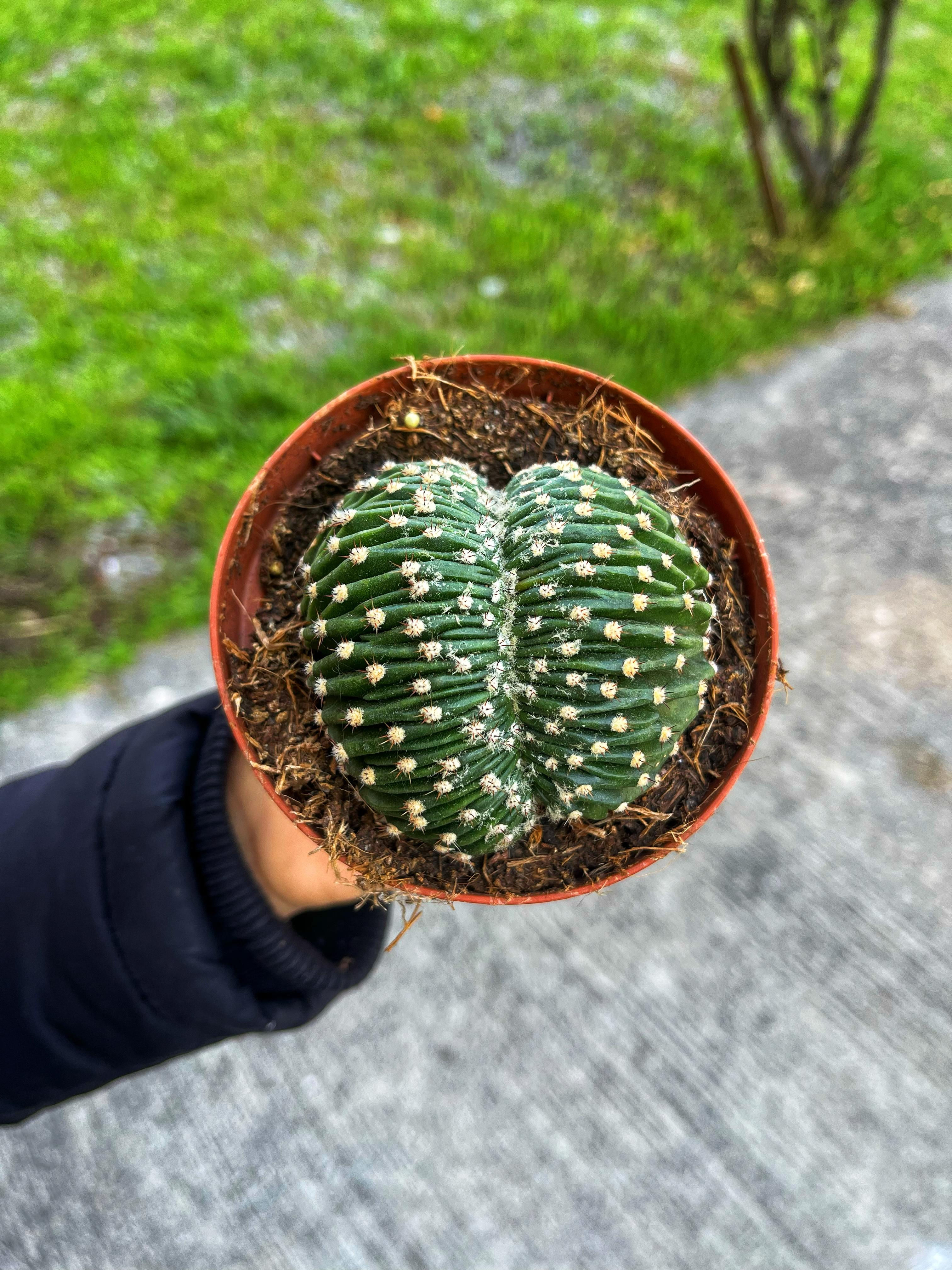 Echinopsis Eyriesii Cristat - 11 CM
