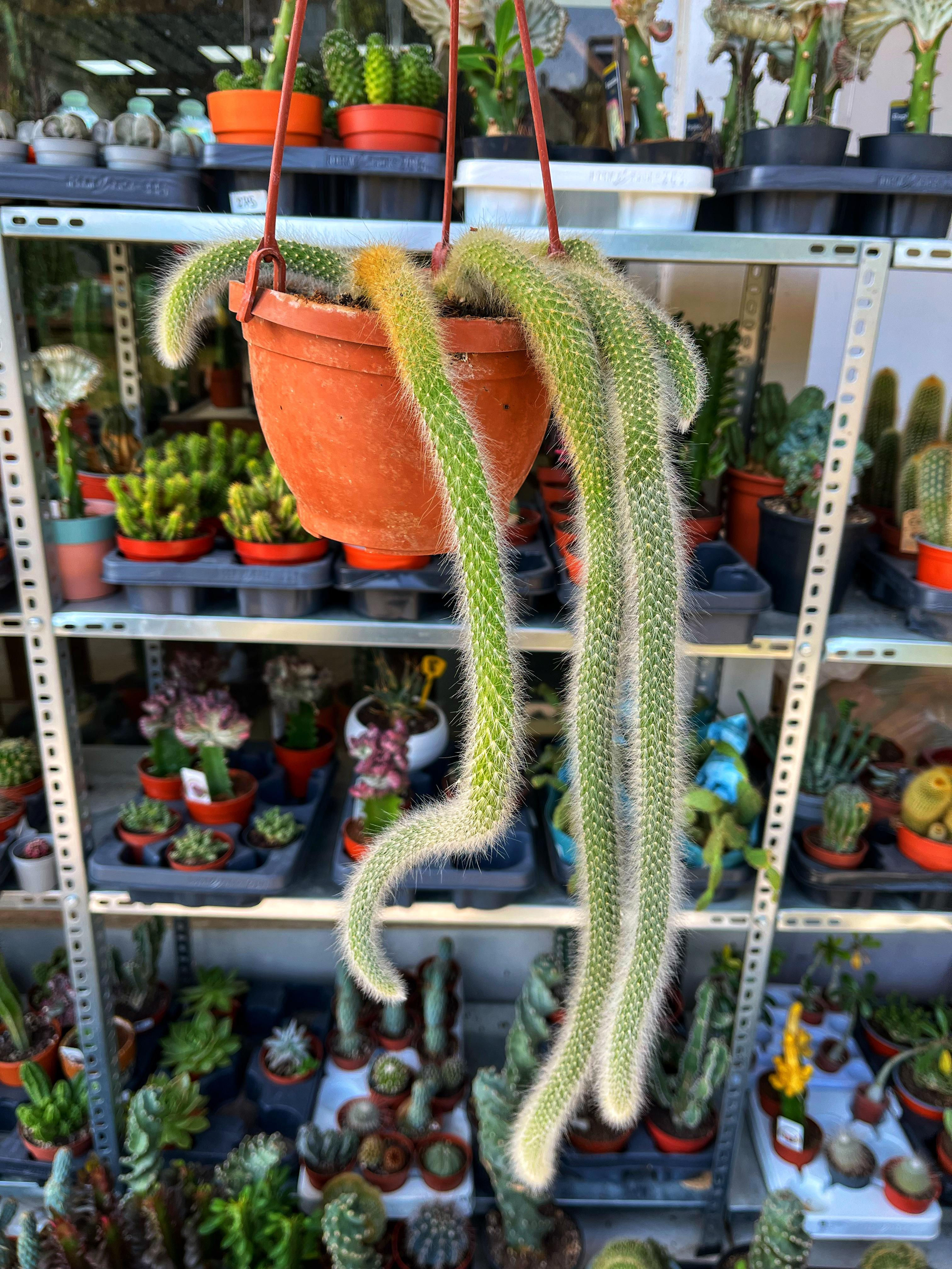 Hildewintera Colademononis & Maymun Kuyruğu Kaktüs - 17 CM