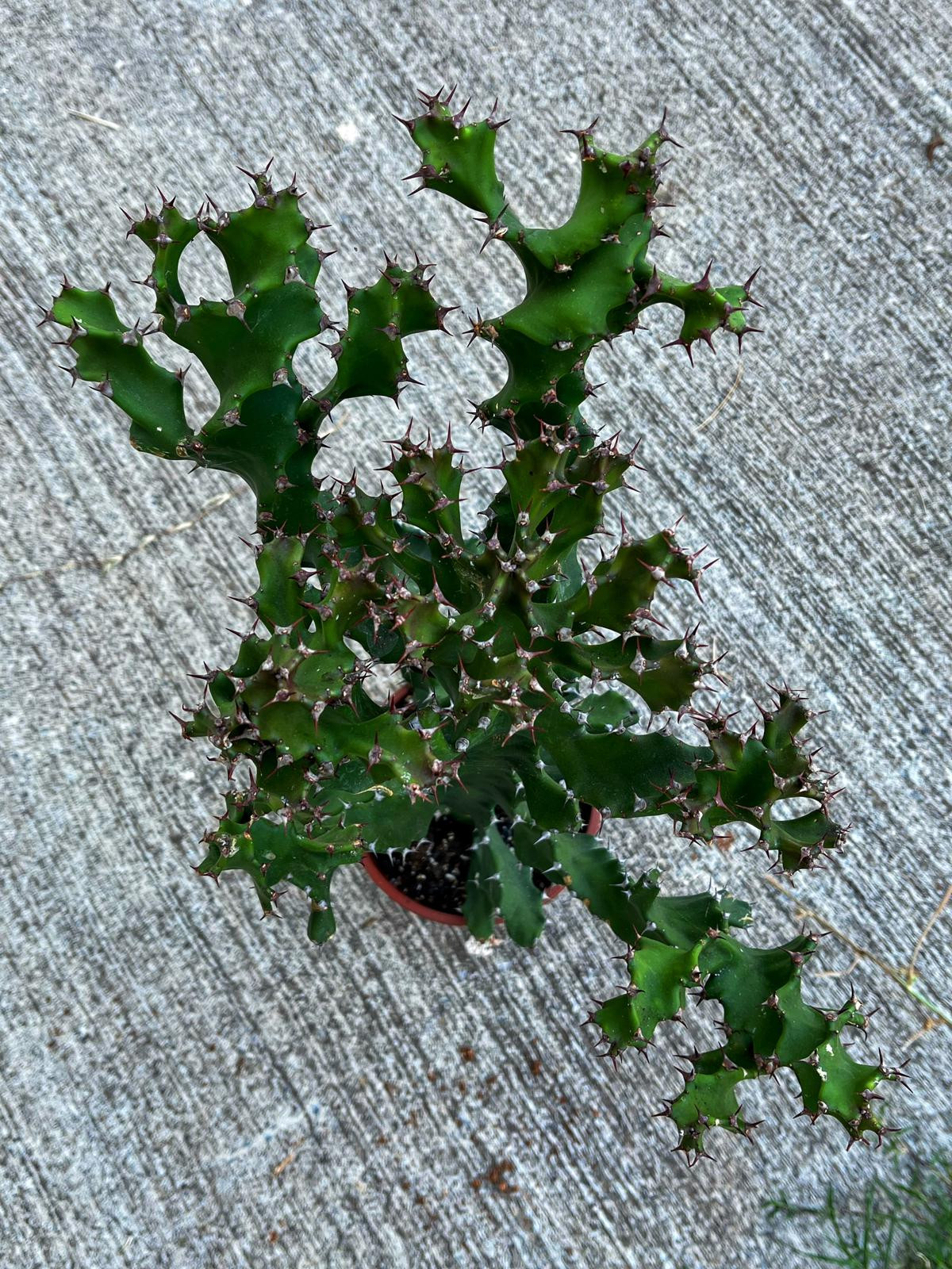 Euphorbia Tortilis Spiralis XXL - 17 CM