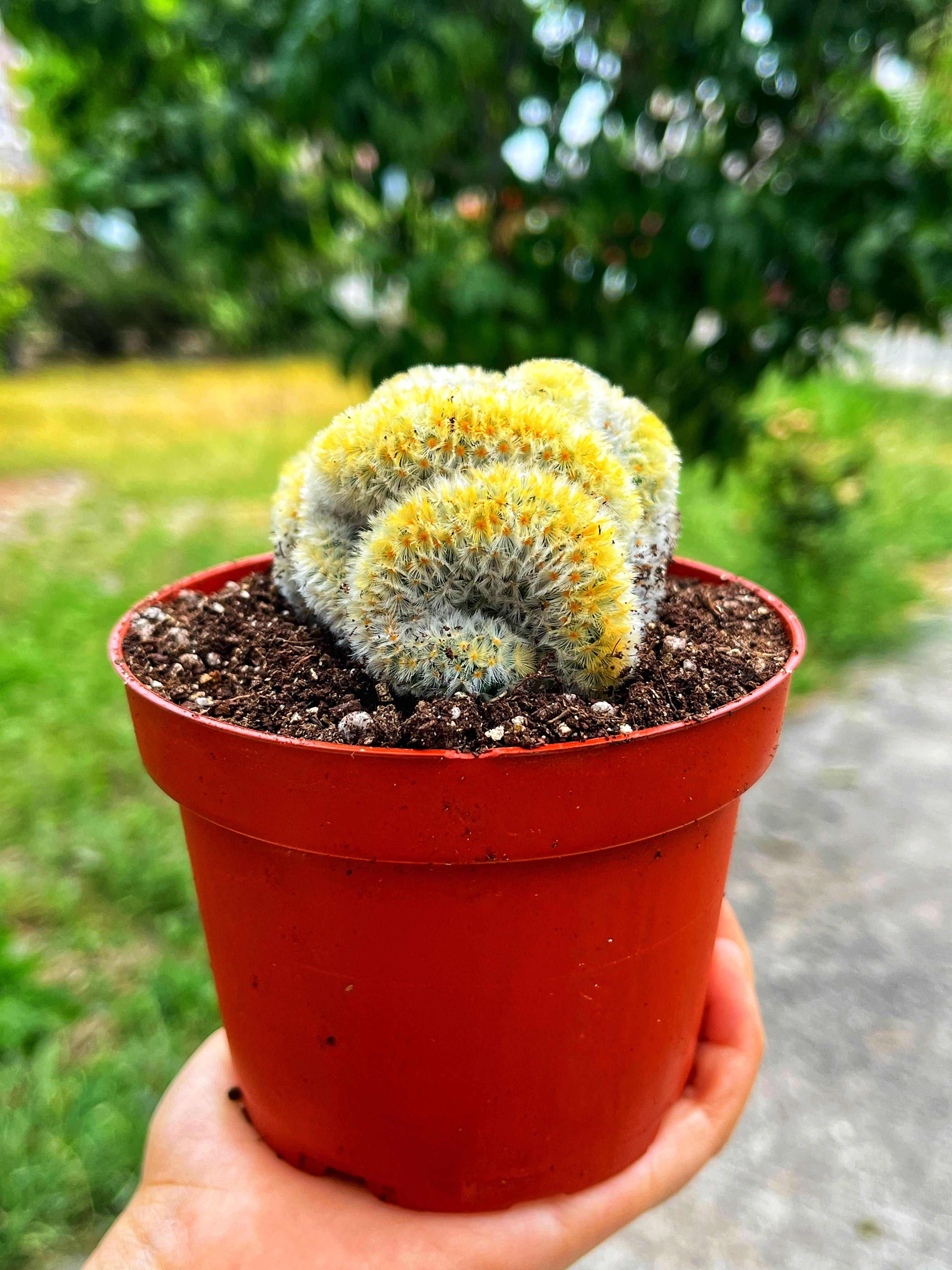 Mammillaria Carmenae Cristata - 10.5 CM