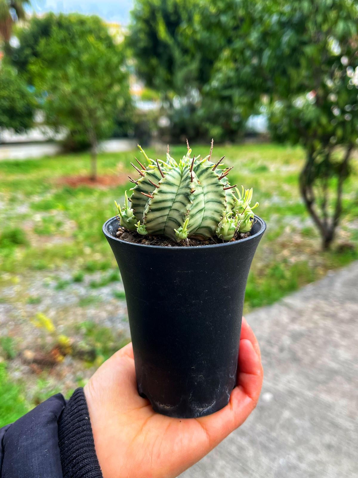 Euphorbia Meloformis Variegata - Tayland Model Saksı 7.5 CM