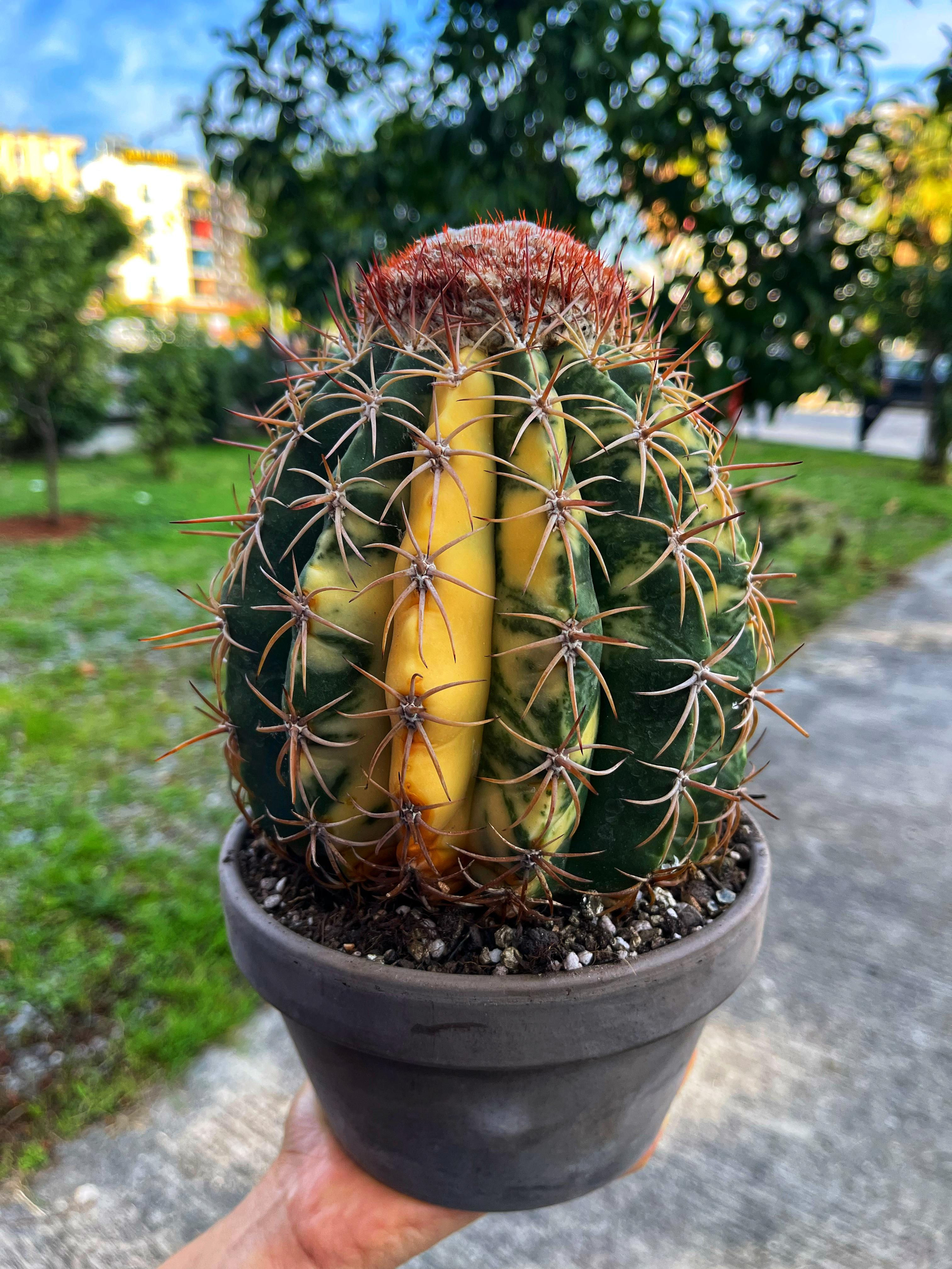 Melocactus Curvispinus Variegata - Alacalı Melocactus XXL Boy