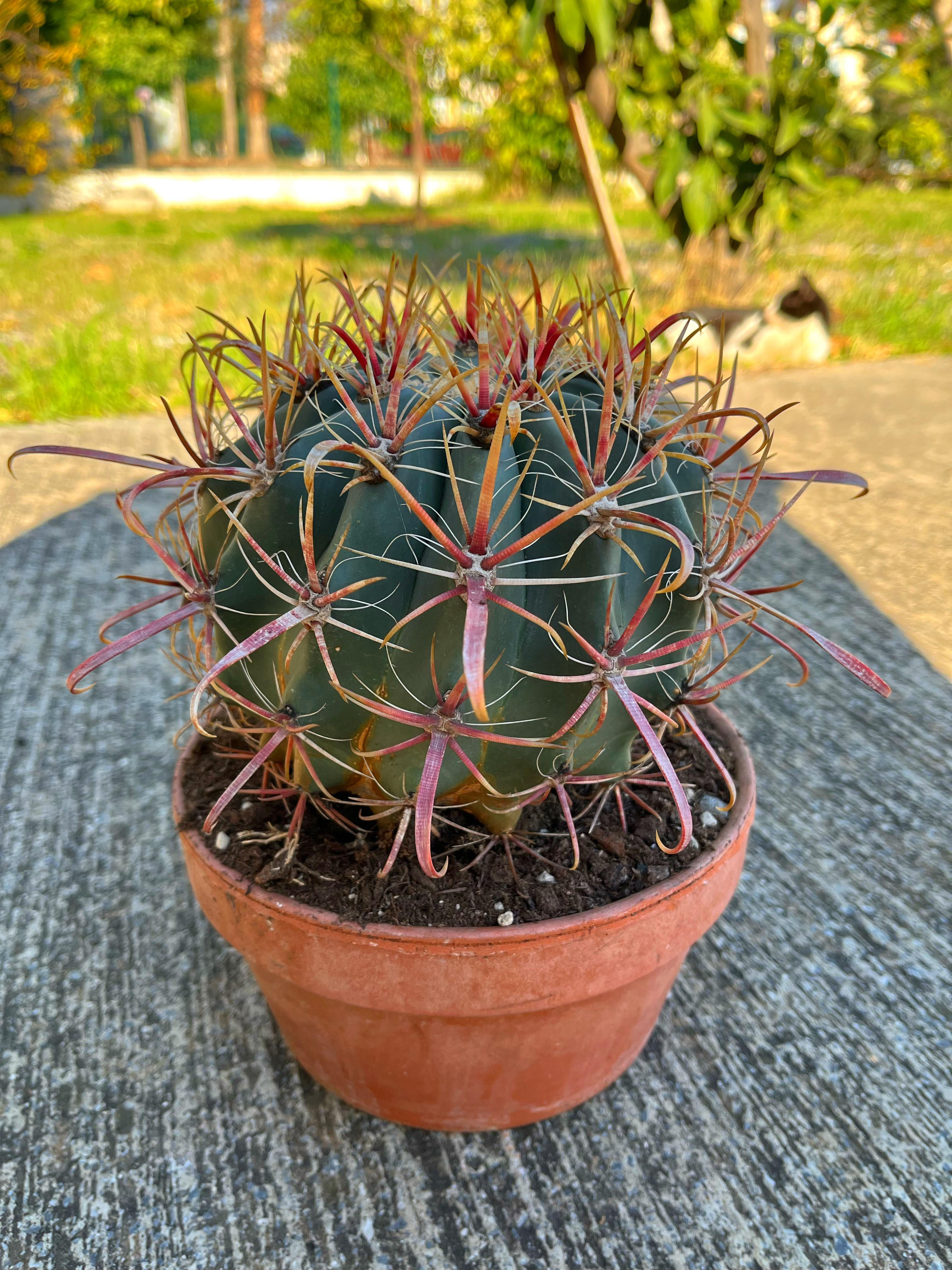 Ferocactus Latispinus - Geniş Kızıl Dikenler 20 CM