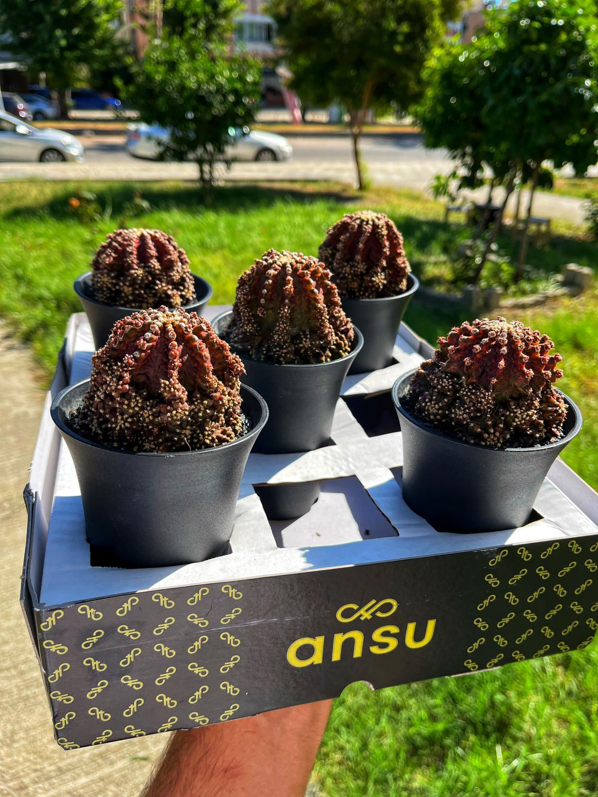 Gymnocalycium mihanovichii 'Godji T-Rex' - Japan Hybrid - 10.5 CM