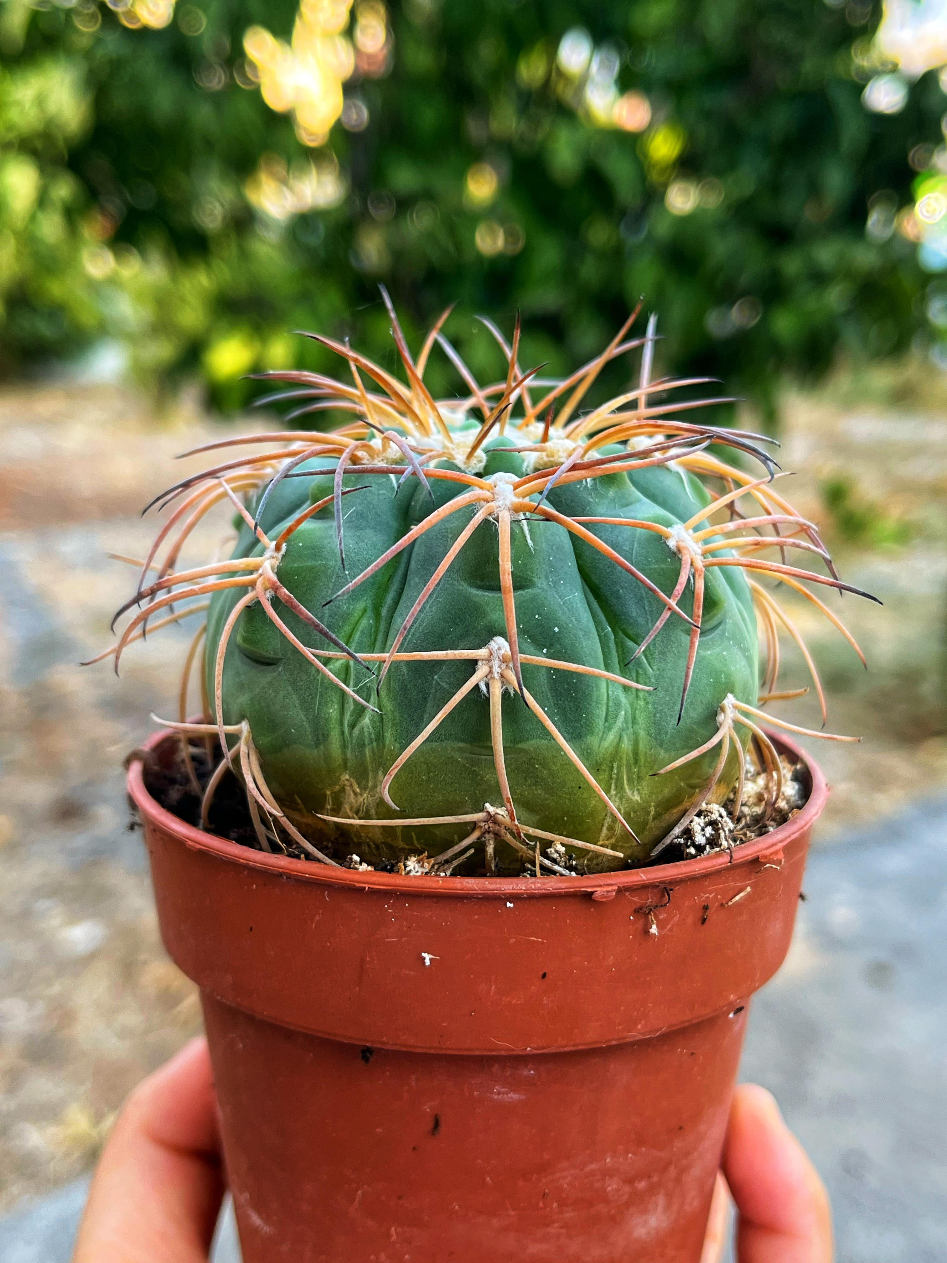 Gymnocalycium Spegazzinii - Uzun Dikenli Form 8.5 CM