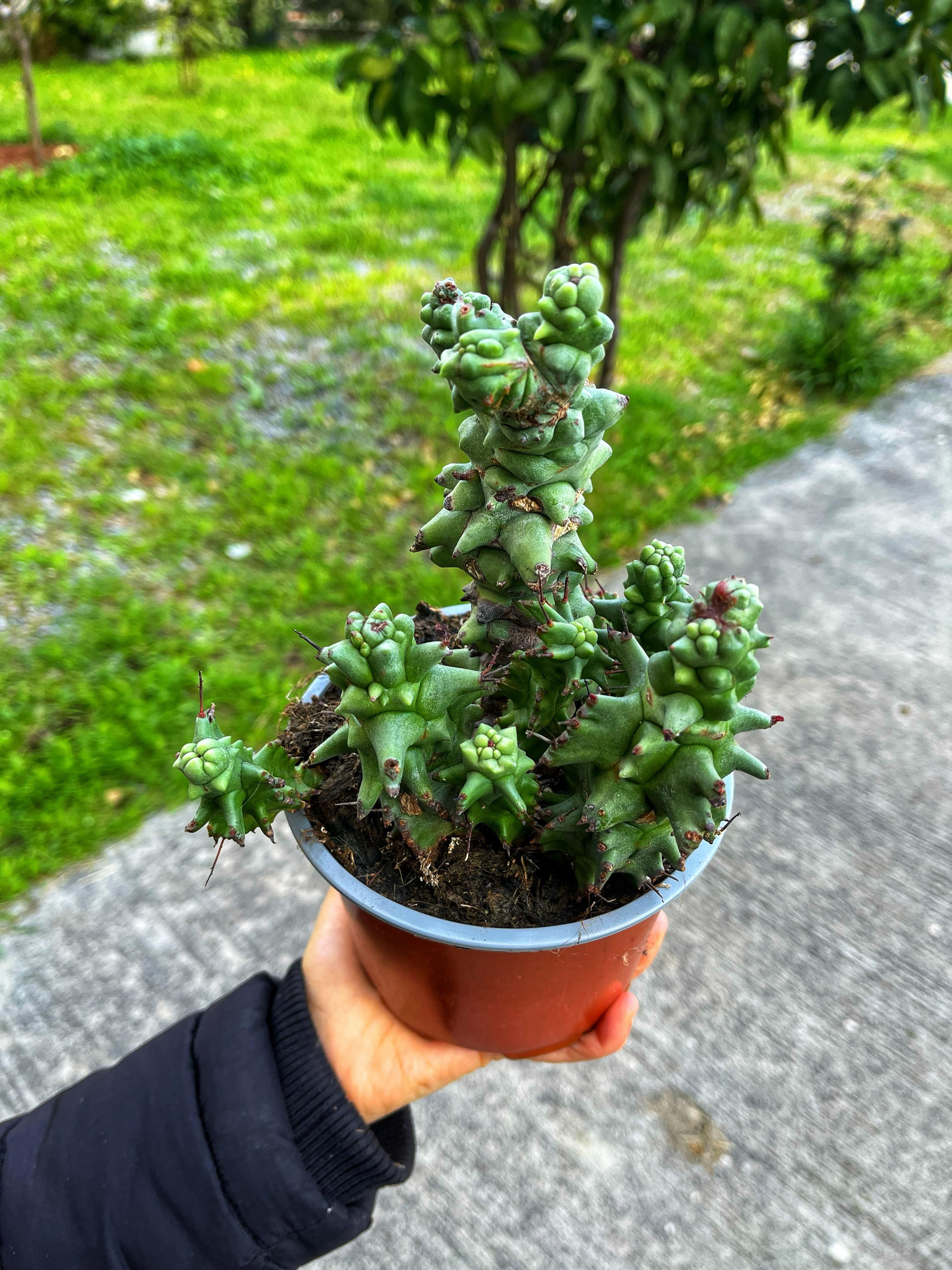 Euphorbia Horrida 'Kikko Monstruosa' - 13 CM