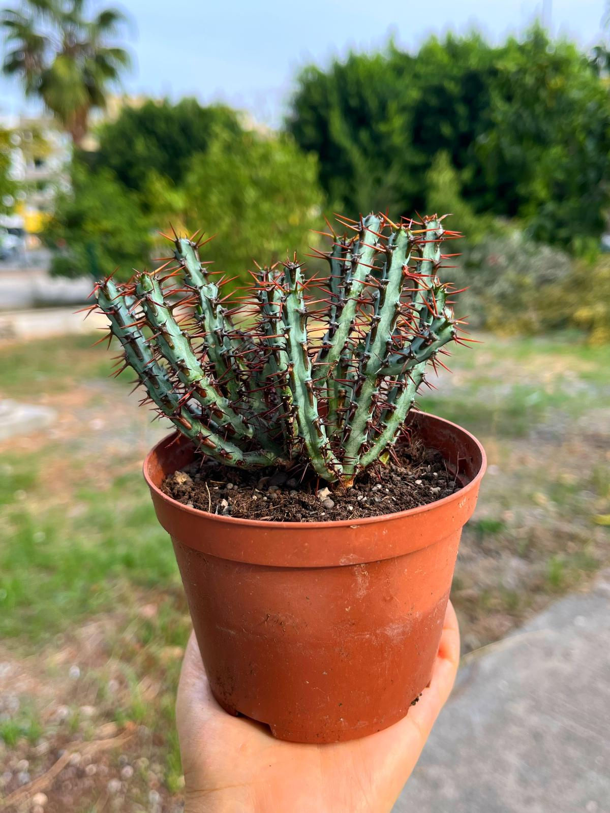 Euphorbia Aeruginosa - Bakır Dikenli Kaktüs - 10.5 CM