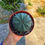 Küçük resim: Euphorbia Obesa 8.5 CM