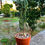 Küçük resim: Euphorbia Knuthii Caudex - 12 CM Terracotta