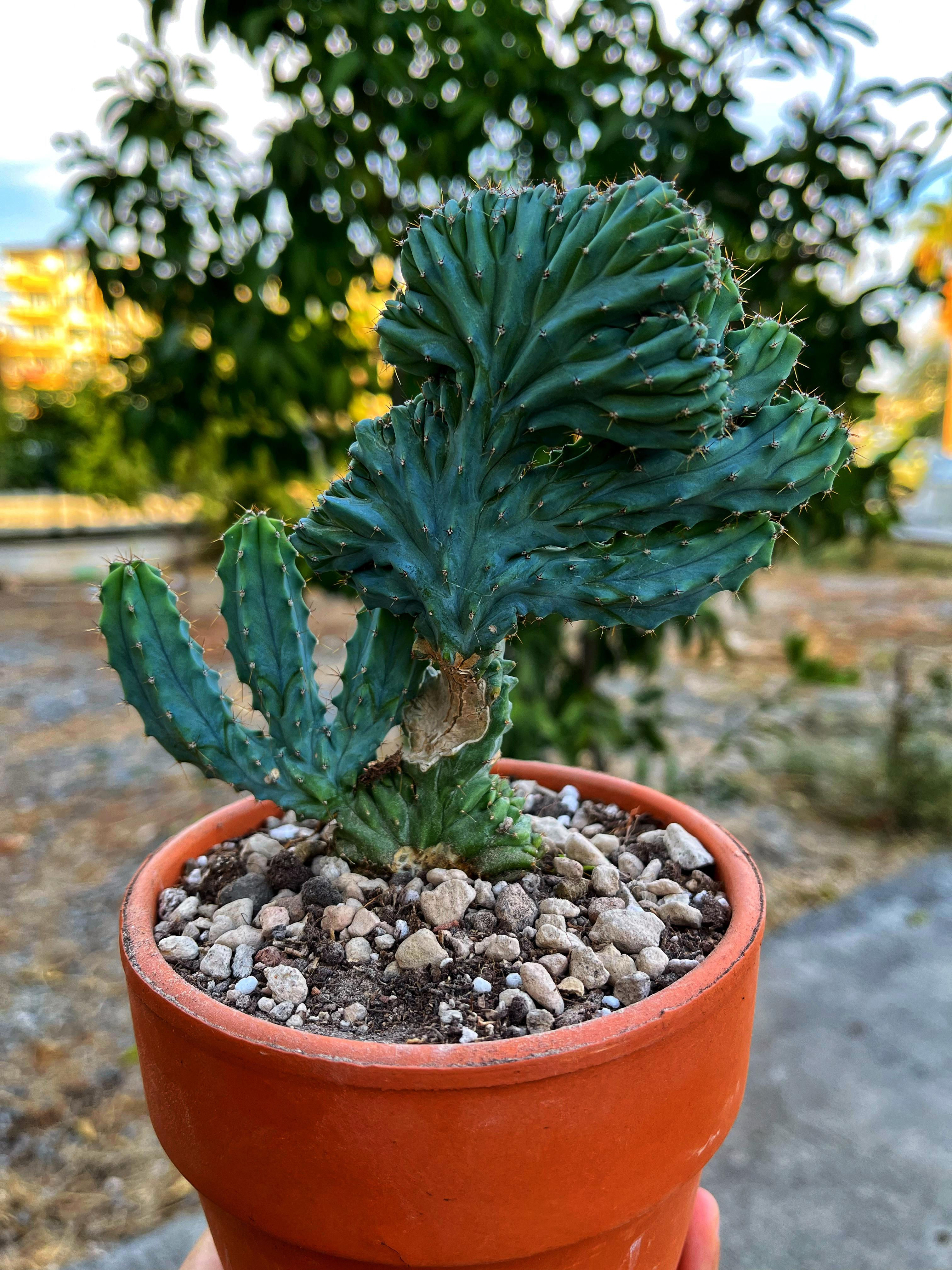 Myrtillocactus Geometrizans Cristata - 12 CM Terracotta Saksılı