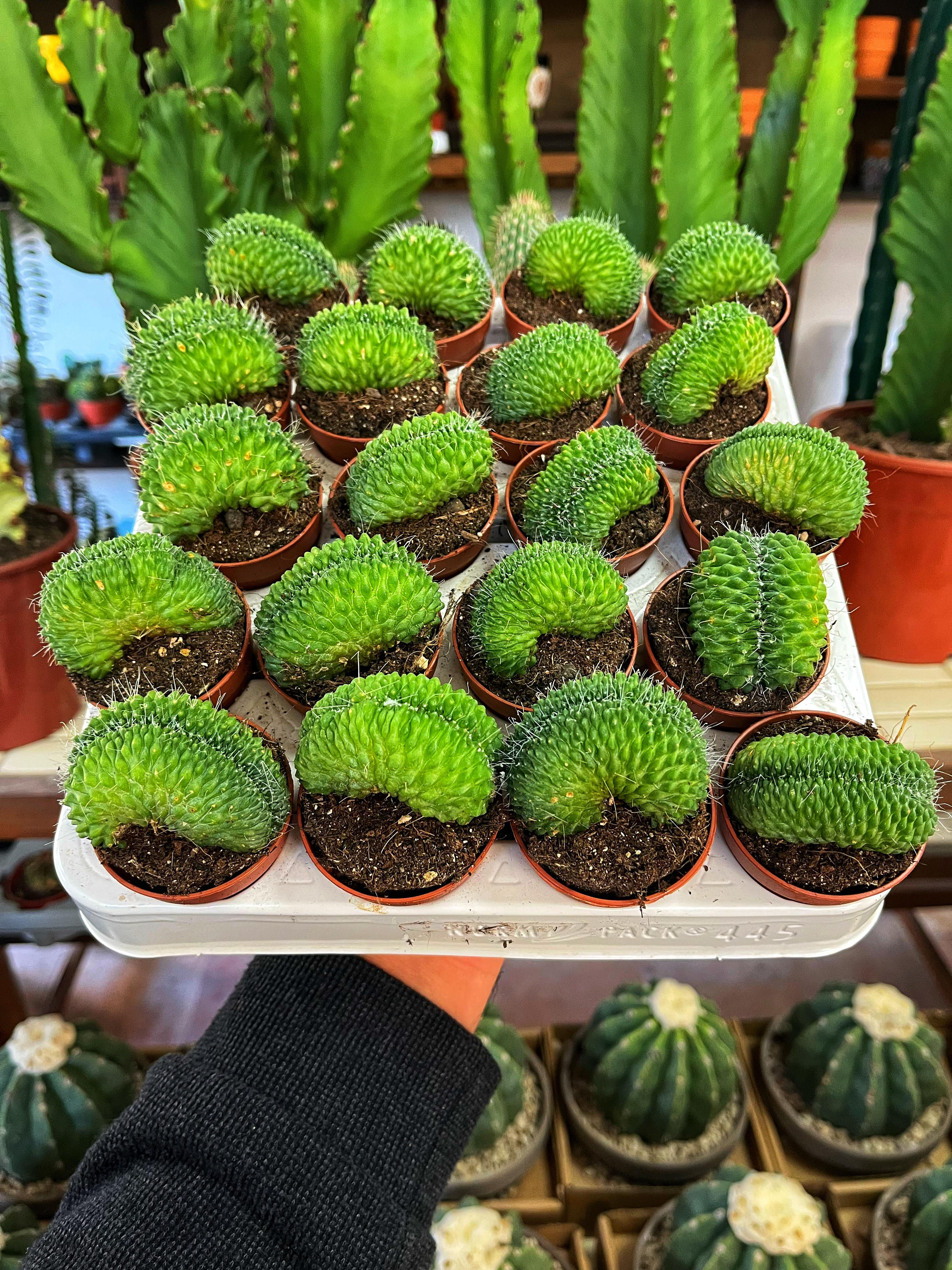 Mammillaria spinosissima 'Un Pico Cristata' 5.5 CM