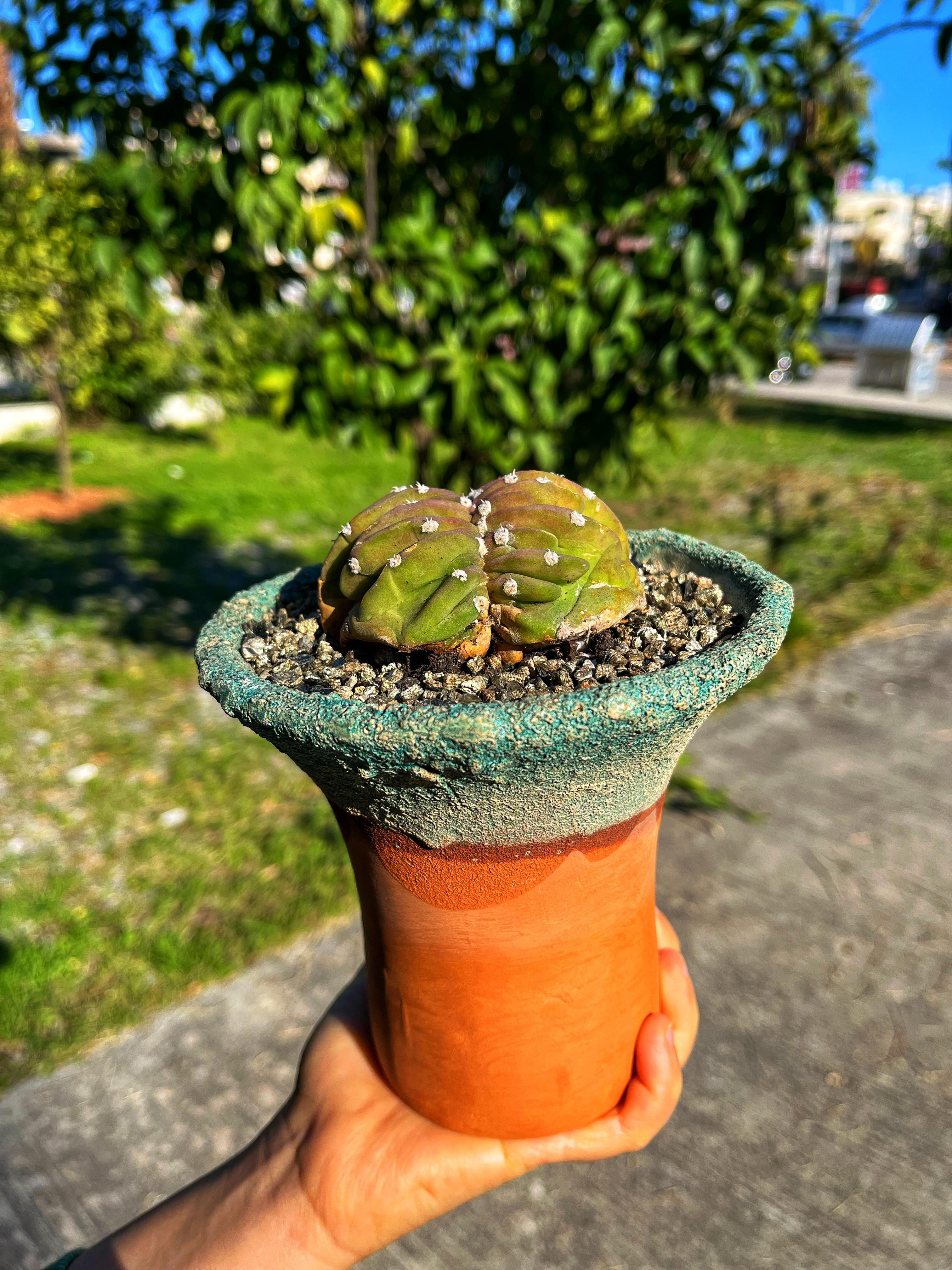 Echinopsis Subdenudata Cristat - Paskalya Zambağı Kaktüsü 13 CM Thai Terracotta