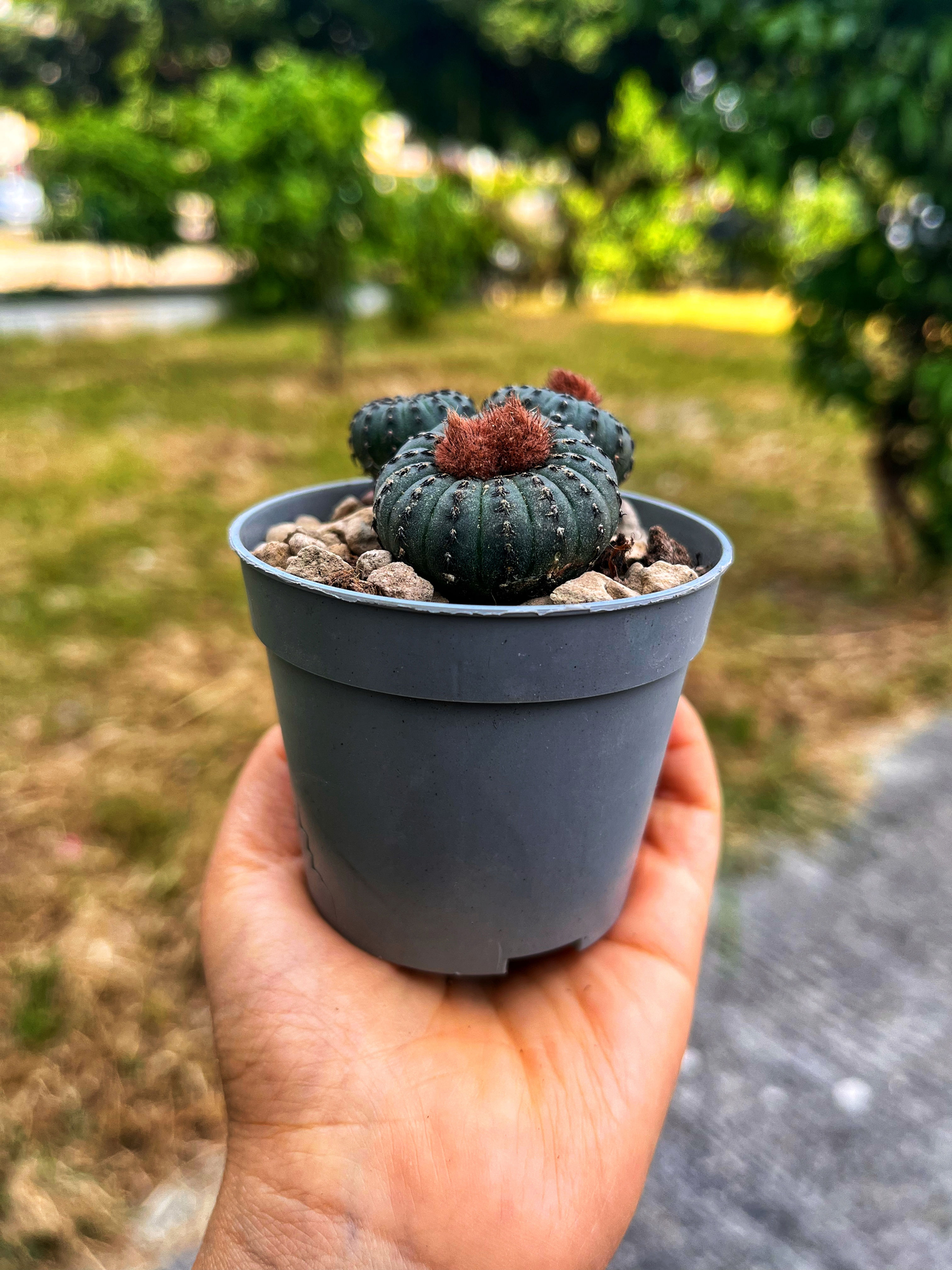 Frailea Castanea Quarai 7 CM