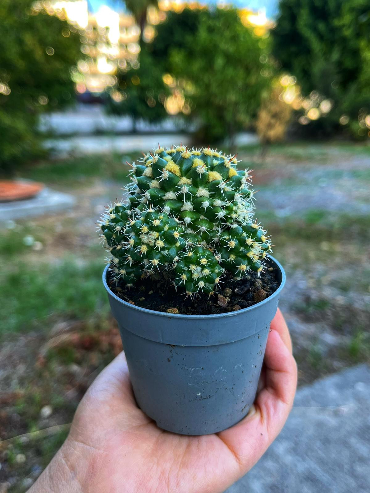 Mammillaria Eichlamii - Sarı Yün 7 CM