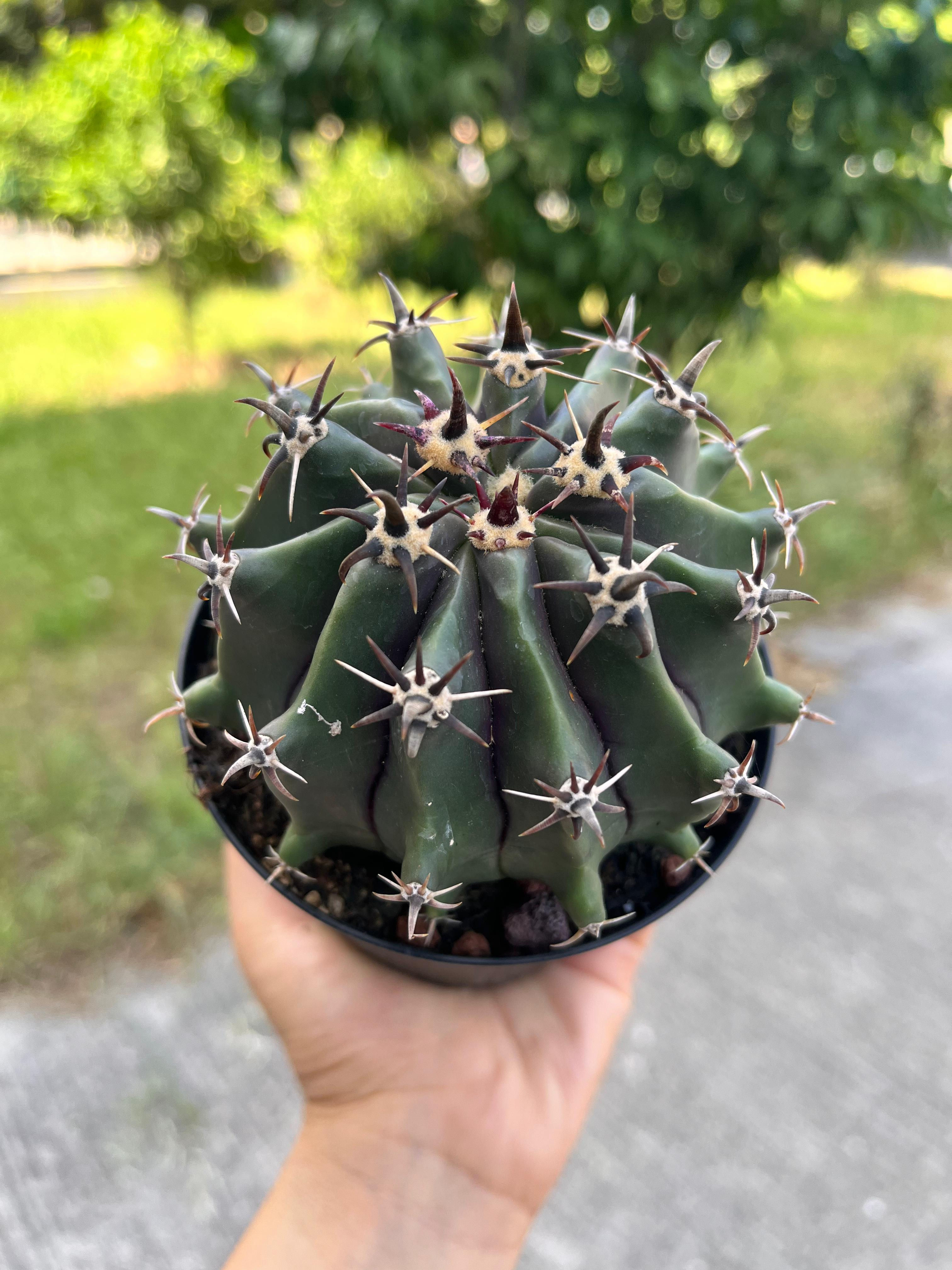 Ferocactus Horridus Brevispinus 11 CM