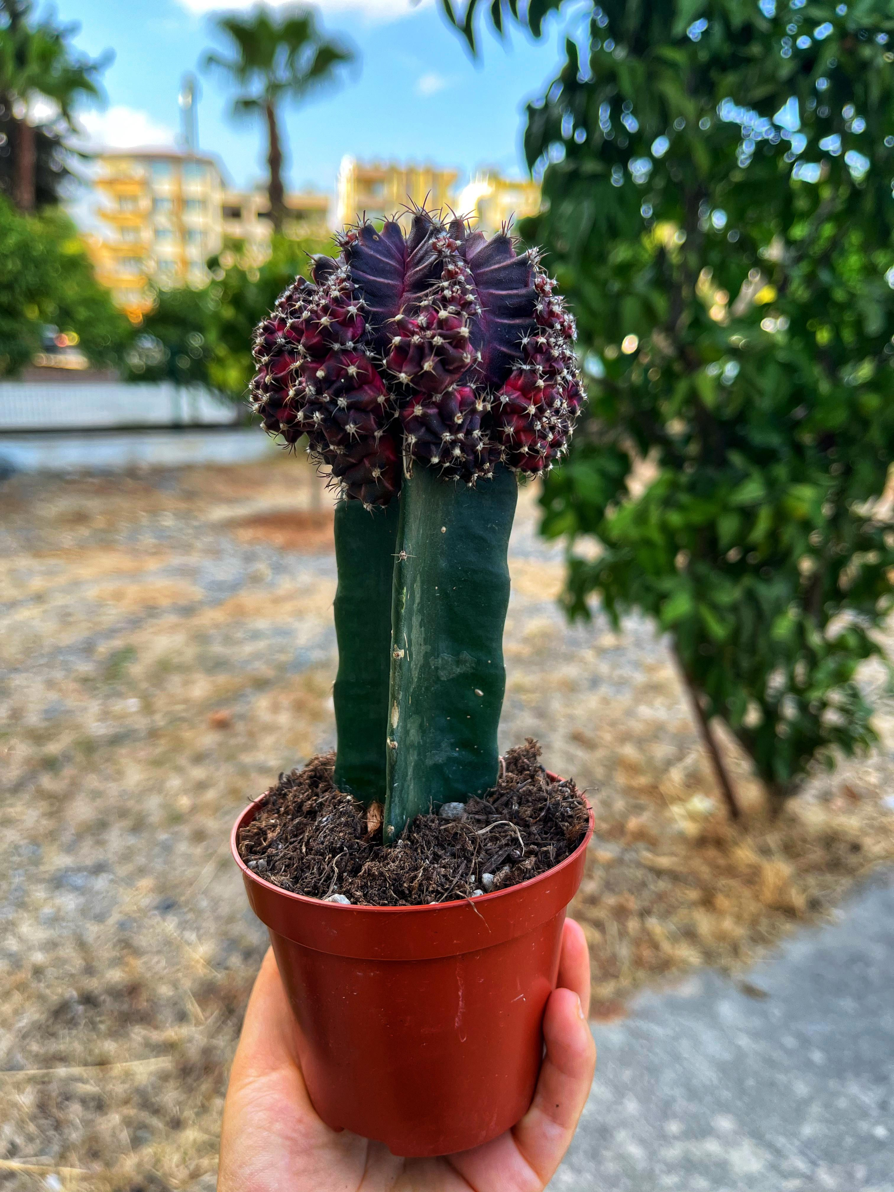 Gymnocalycium Mihanovichii 'Dark Purple' - Koyu Mor Aşılı Kaktüs 8.5 CM