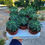 Küçük resim: Euphorbia Sotetsu Kirin 8.5 CM