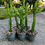 Küçük resim: Euphorbia Trigona Mint Cream - Dallı Formda 14 CM