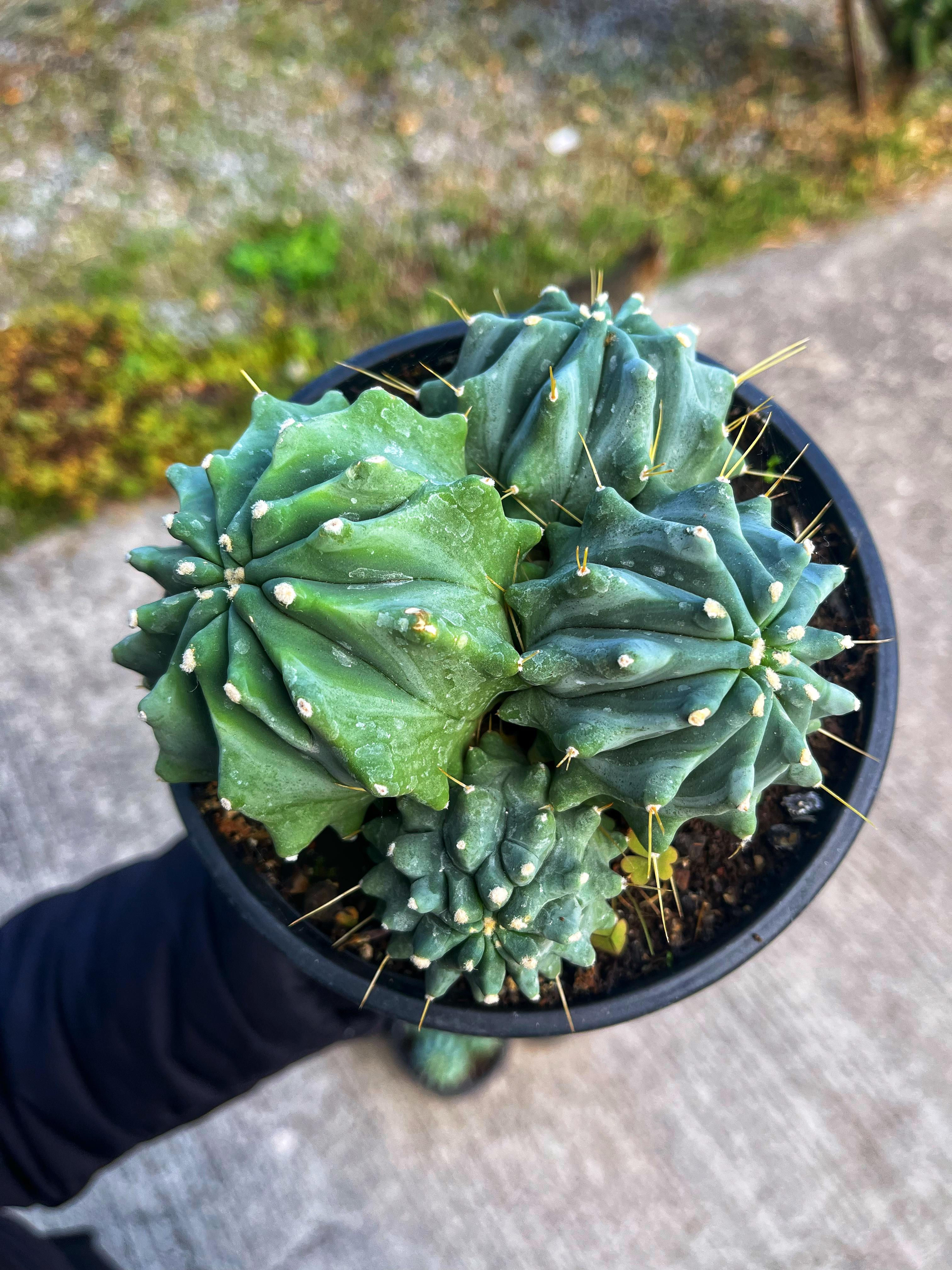 Ferocactus Glaucescens Inermis - Bol Yavrulu 15 CM